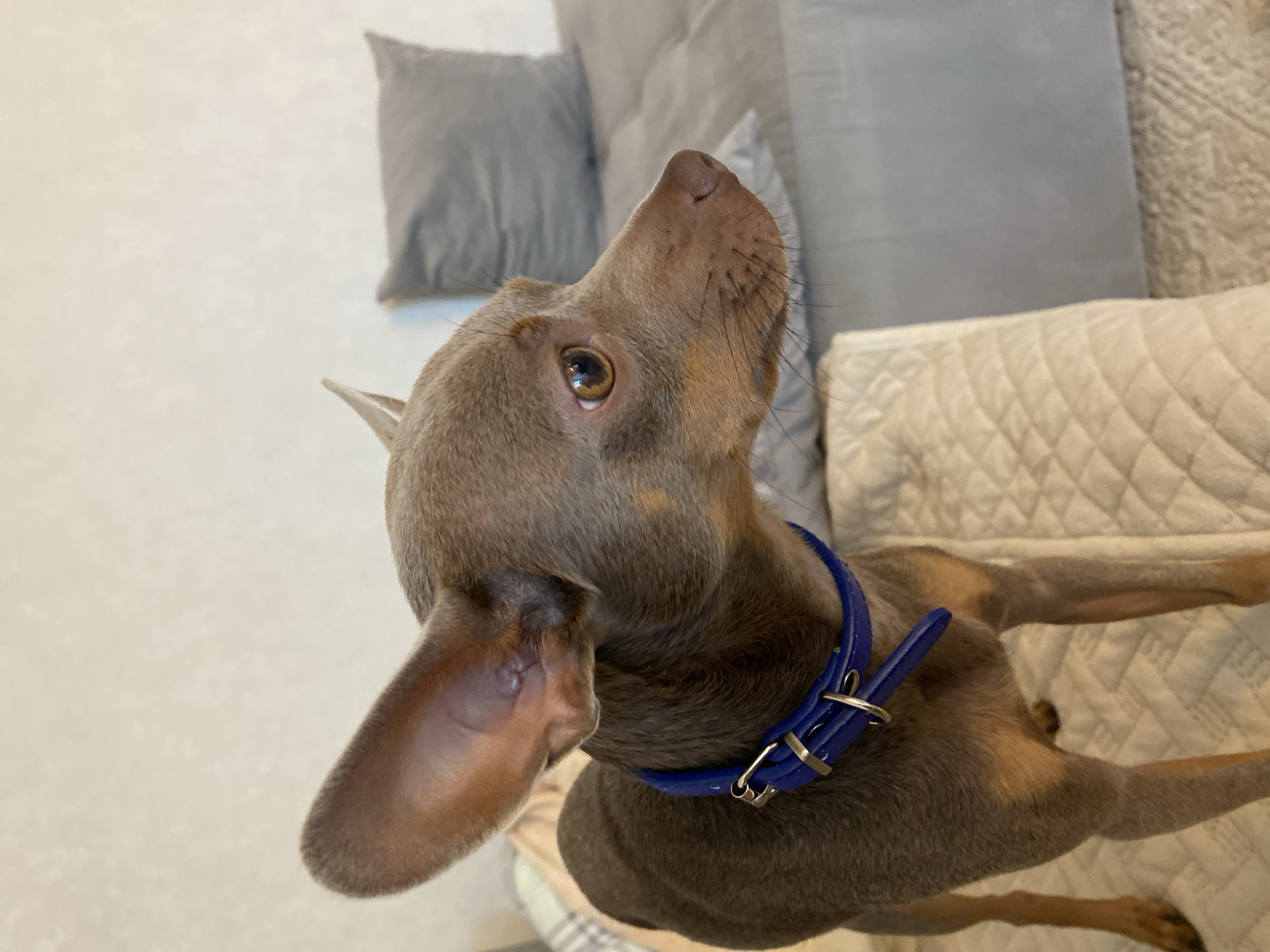 In this medium shot, a young Weimaraner dog with short, gray fur is the central subject, positioned on a couch. The dog is wearing a bright blue collar with silver hardware, which stands out against its coat. Its head is tilted upwards, looking off-camera to the right with its left ear flopped forward and its right ear slightly raised. The dog's left eye, a warm amber color, is clearly visible and appears alert. The background consists of a light-colored, textured surface, likely a couch or bed, with a quilted pattern. Behind that, darker gray pillows are visible, suggesting an indoor setting. The lighting is soft and even, indicating it's likely daytime, though the specific time is not discernible. There are no visible signs of text or specific location cues beyond the general context of an indoor, domestic environment. The dog's posture and gaze suggest it is attentively watching something or someone outside the frame.