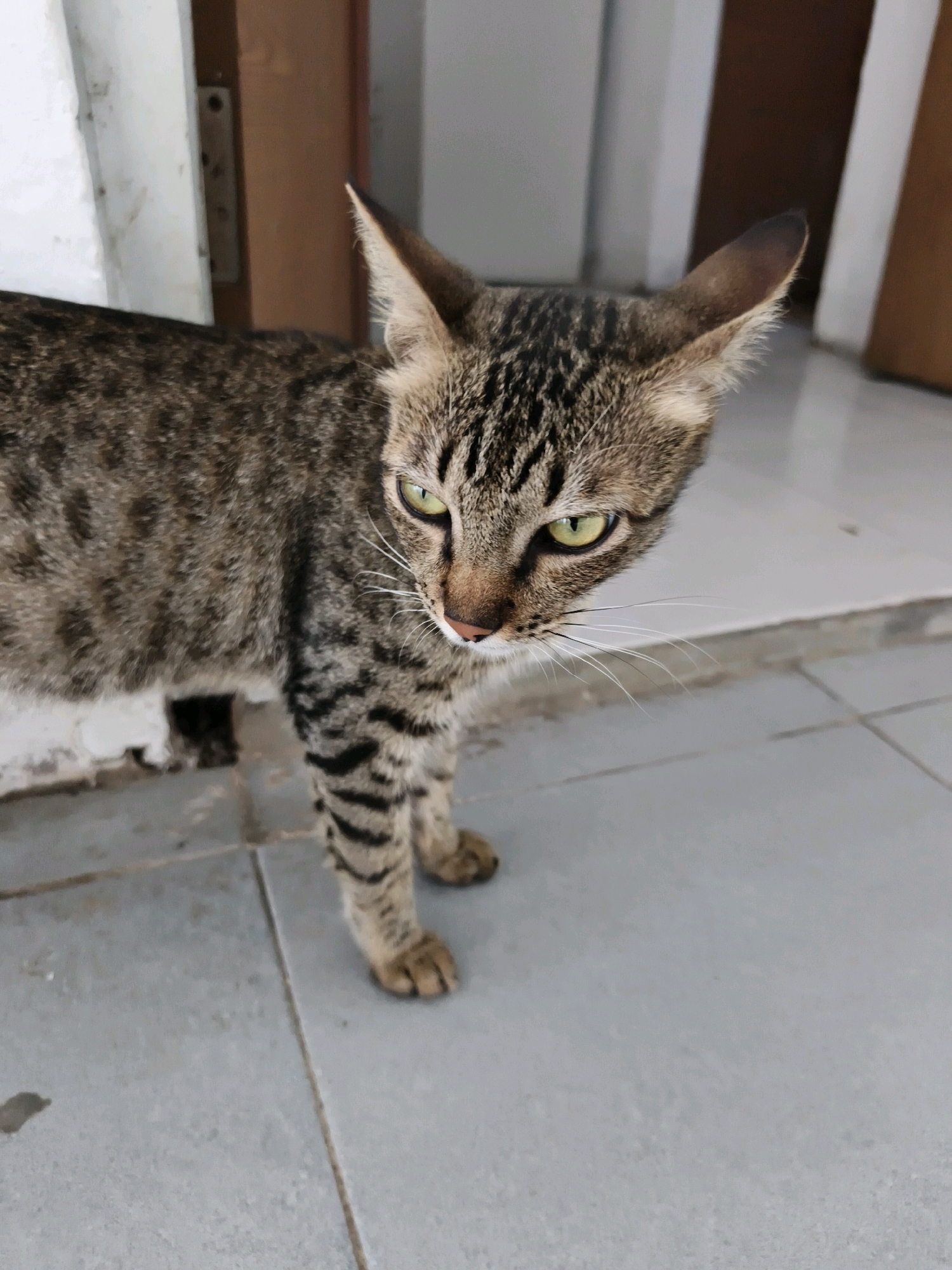 In Tombatu Dua, Indonesia, a tabby cat with green eyes stands on a grey tiled floor. The cat faces right, with its head turned slightly towards the viewer. Its fur is a mix of brown, black, and grey stripes, and its paws are visible. The background includes a white wall on the left and a wooden door frame on the right. The lighting suggests an indoor or covered outdoor setting.
