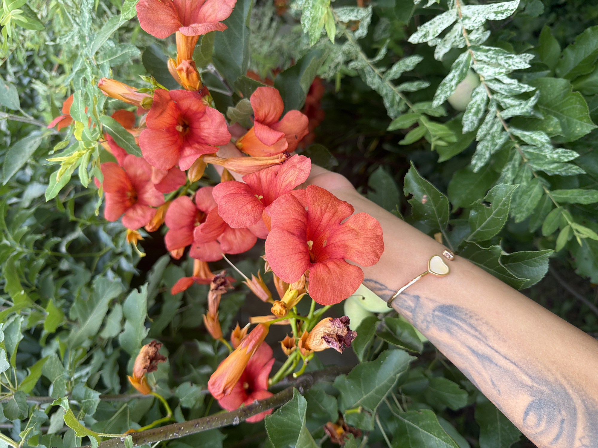 In Primorsko, Bulgaria, a close-up shot captures a hand gently touching vibrant orange trumpet-shaped flowers blooming amidst lush green foliage. The hand, adorned with a delicate gold bracelet featuring a heart-shaped pendant, exhibits intricate tattoos on the forearm. The surrounding leaves display a mix of healthy green and some lighter, variegated patterns, suggesting a natural, outdoor setting. The flowers, with their trumpet-like calyx and spread-out petals, are the focal point, enhanced by the bokeh effect that blurs the background.