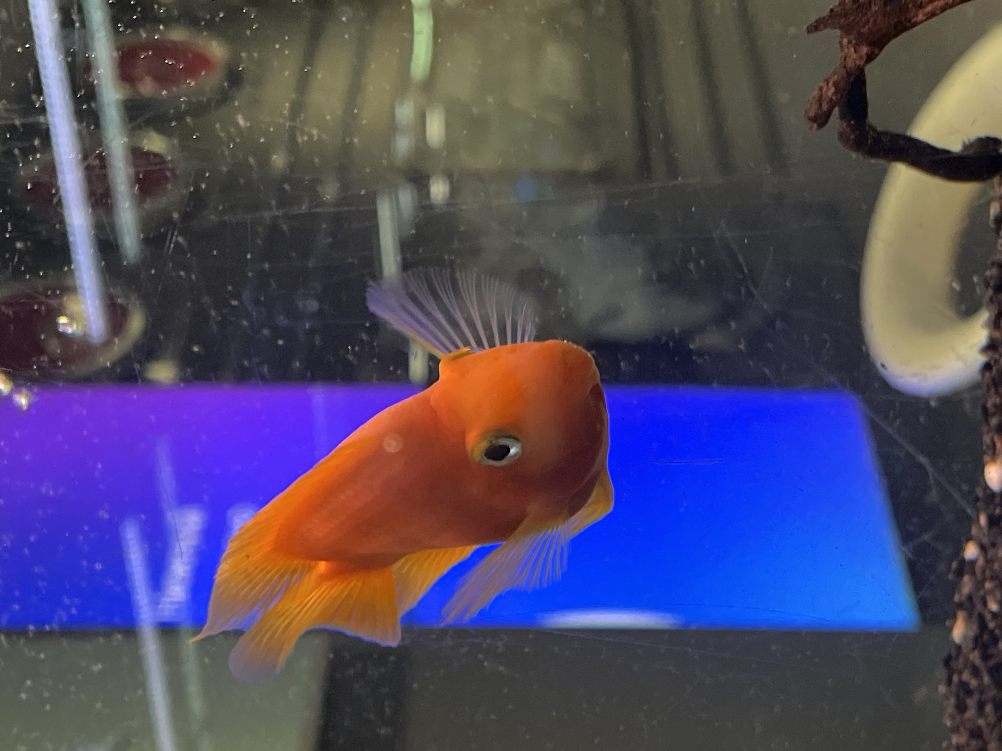 An orange fish with large eyes and flowing fins swims in an aquarium. A bright blue background is visible behind the fish, and the aquarium contains gravel on the bottom, a piece of driftwood, and a white object that is partially submerged. The image is a close-up, focusing on the fish. There is no indication of Nizhny Novgorod, Russia in the image.
