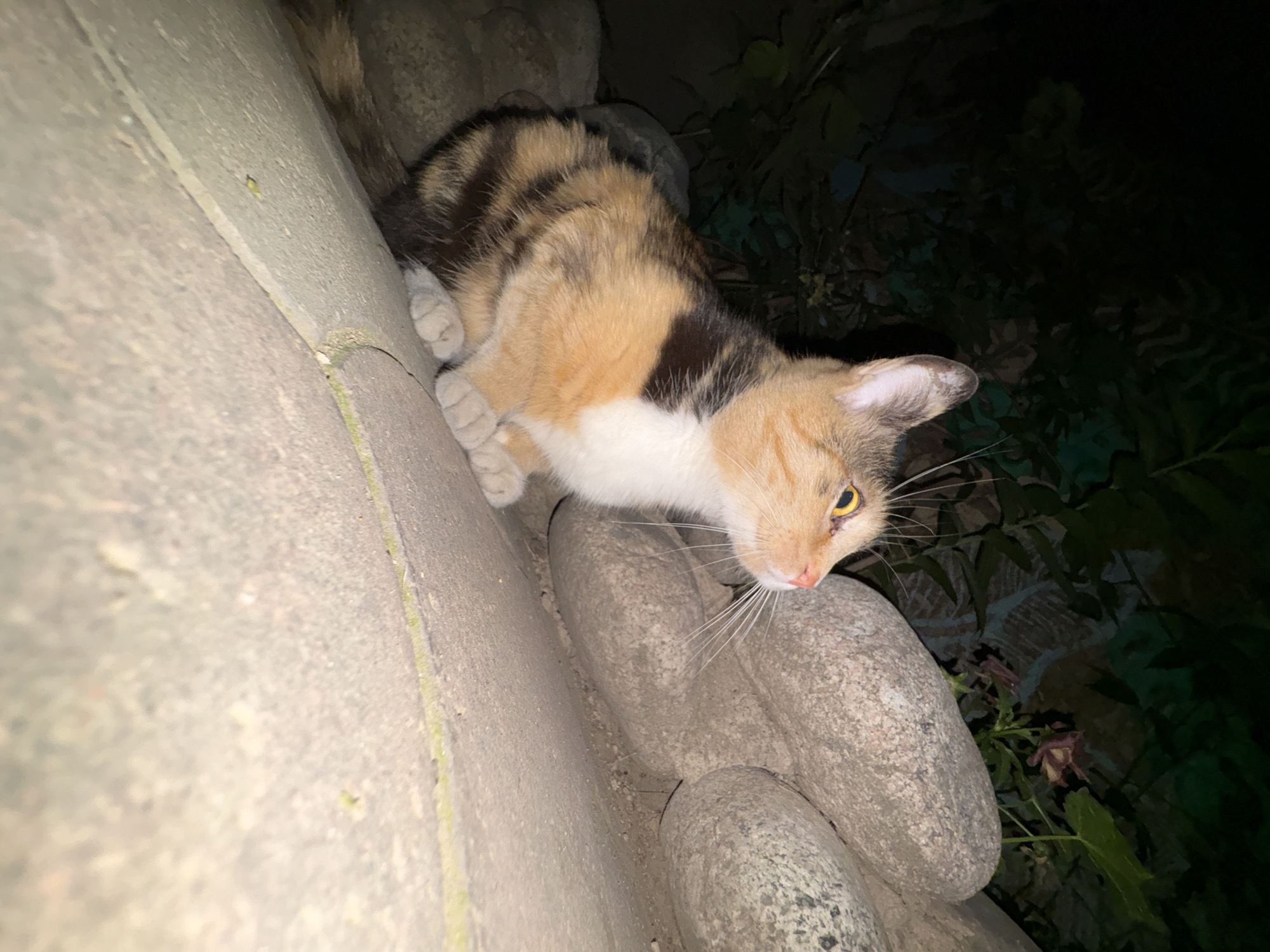 A calico cat is perched on a textured concrete surface next to a pile of large, smooth, light-colored rocks. The cat is facing to the right, with its gaze directed upwards and slightly to the right. Its fur is a mix of orange, black, and white. Behind the cat, dark green foliage is visible, suggesting an outdoor setting. The lighting appears to be artificial and casts distinct shadows, indicating the photo was likely taken at night. There are no people or other animals present in the image. The scene does not contain any discernible landmarks or features that would specifically identify it as being within the city of Almaty, Kazakhstan.