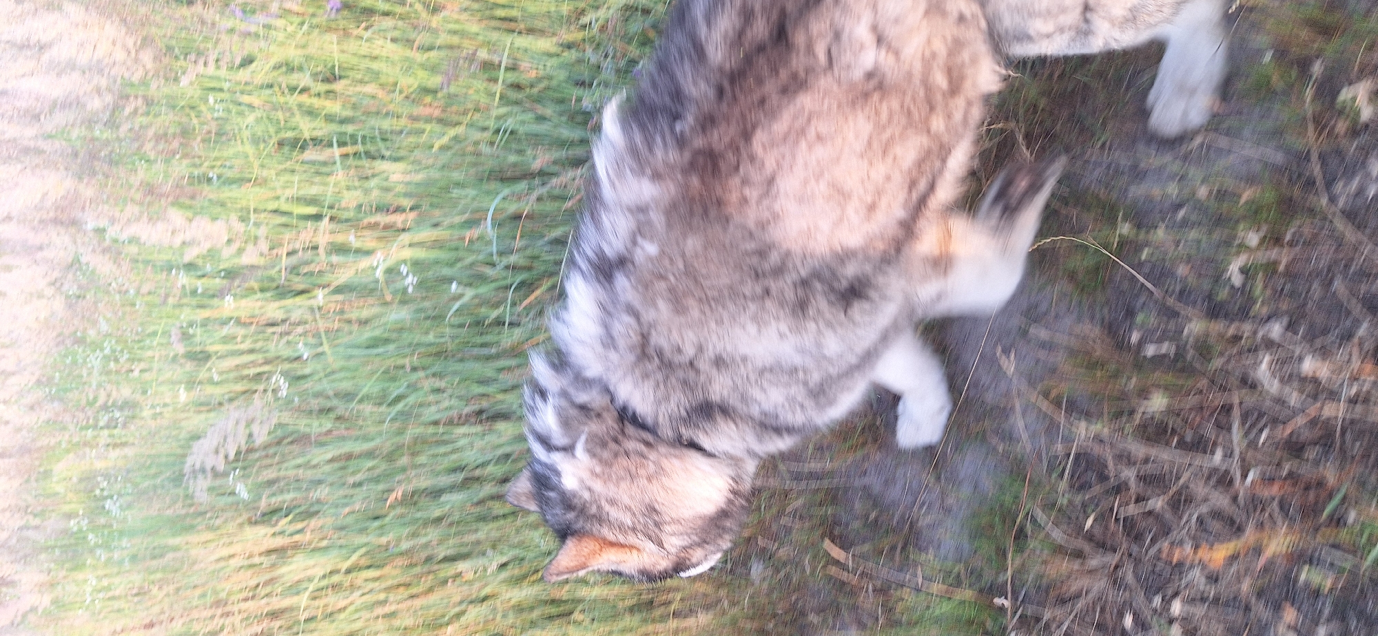 A dog, possibly a husky or similar breed, with gray and white fur, is captured in motion amidst tall, green grass and dry vegetation. The dog's head and upper body are visible, turned to the left, with its ears perked. Its front left paw is planted on the ground, while its other legs are blurred due to movement. The background consists of a field of grass, with some areas appearing dry and brown, interspersed with green stalks and small white flowers. The lighting suggests it is daytime, possibly late afternoon or early morning, given the soft, diffused light and the overall hue of the scene. The image is slightly blurred, indicating a fast shutter speed or motion blur. The location is described as Unknown, Unknown.