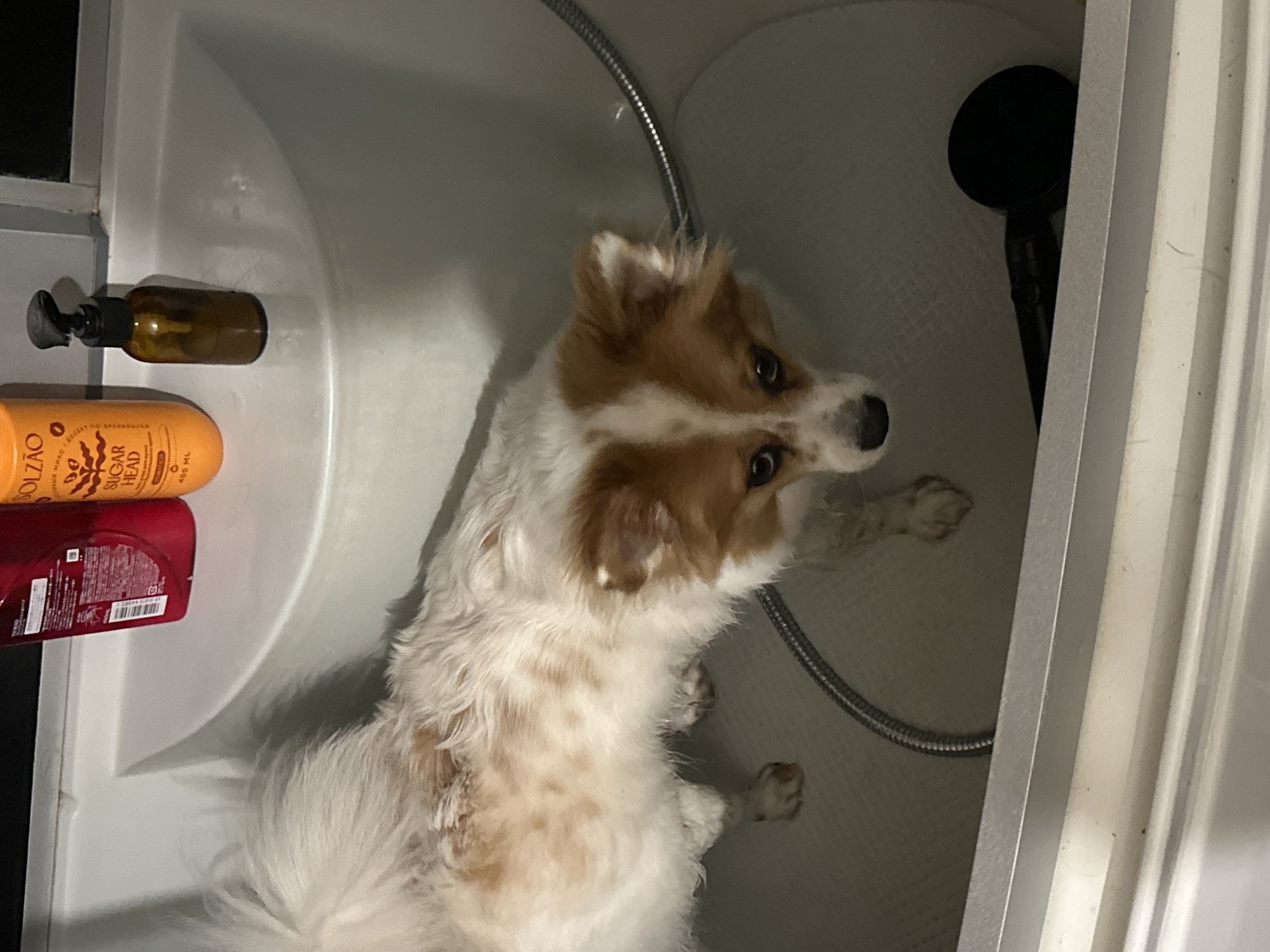 A small, wet dog, primarily white with distinct light brown and reddish-brown markings on its back, ears, and face, stands inside a white residential bathtub in a location identified as Kazan, Russia. The dog, appearing to be a Pomeranian or similar breed, faces forward, looking directly towards the viewer. Its fur is matted and appears saturated with water. On the integrated shelf at the rear of the bathtub, three bottles are present: a red bottle displaying Japanese text (likely shampoo), an orange bottle labeled "KOLZAO SUGAR HEAD" with additional Cyrillic text (confirming "мыло" - soap, and "400 ML"), and a smaller amber glass pump bottle with a black dispenser. A silver, flexible shower hose is visible coiling across the bottom of the tub, with a black shower head resting on the tub's textured floor in the lower right foreground. The bathtub surface is a uniform off-white to light gray.