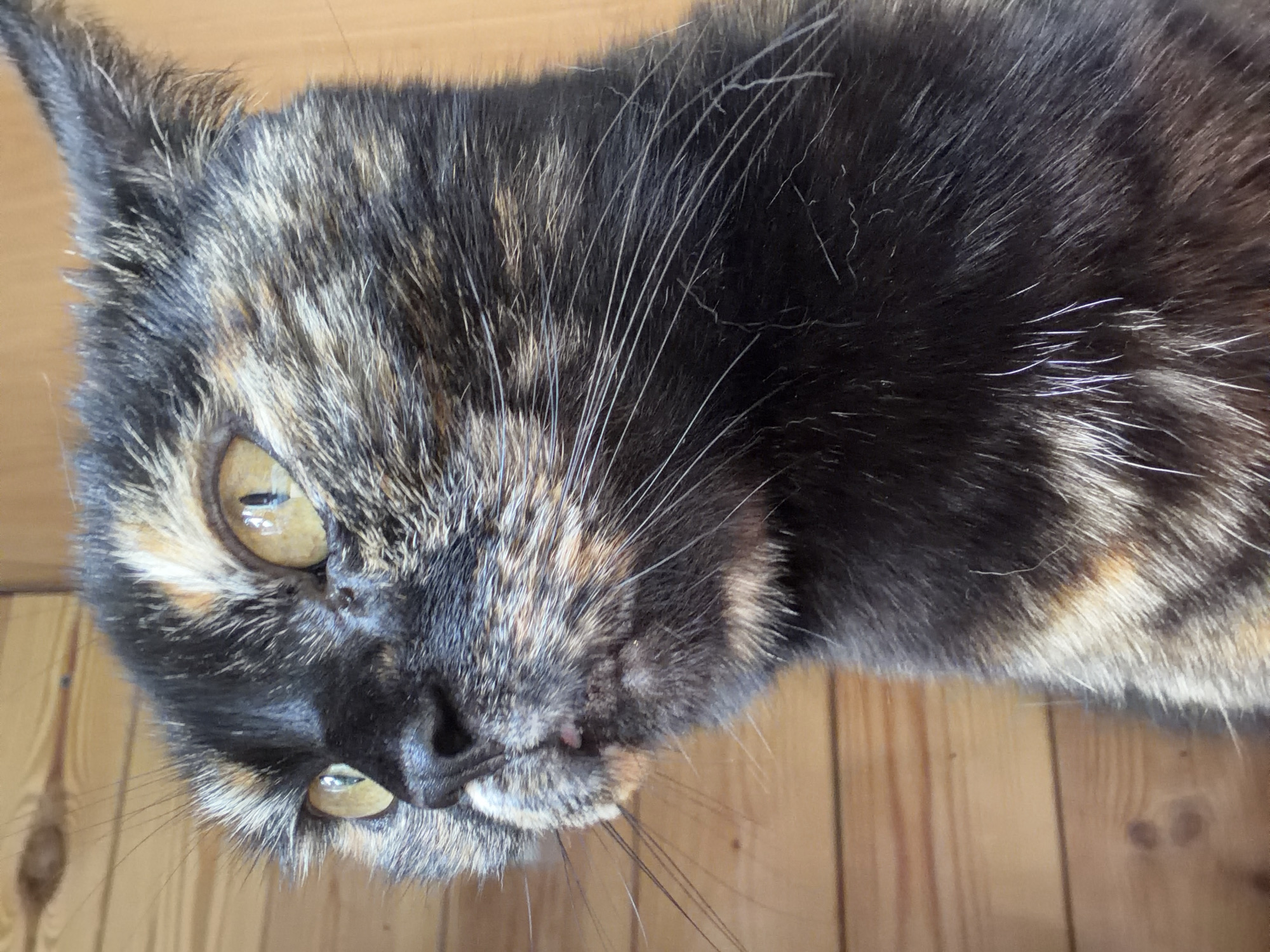The image is a close-up, eye-level shot of a tortoiseshell cat's face. The cat is looking to the left of the frame with its mouth slightly open, revealing a small pink tongue. Its fur is a mix of black, brown, and orange, with prominent yellow eyes. The background consists of wooden planks, suggesting an indoor environment. The specific location within Папярнянскі сельскі Савет, Belarus, cannot be determined from the image alone.