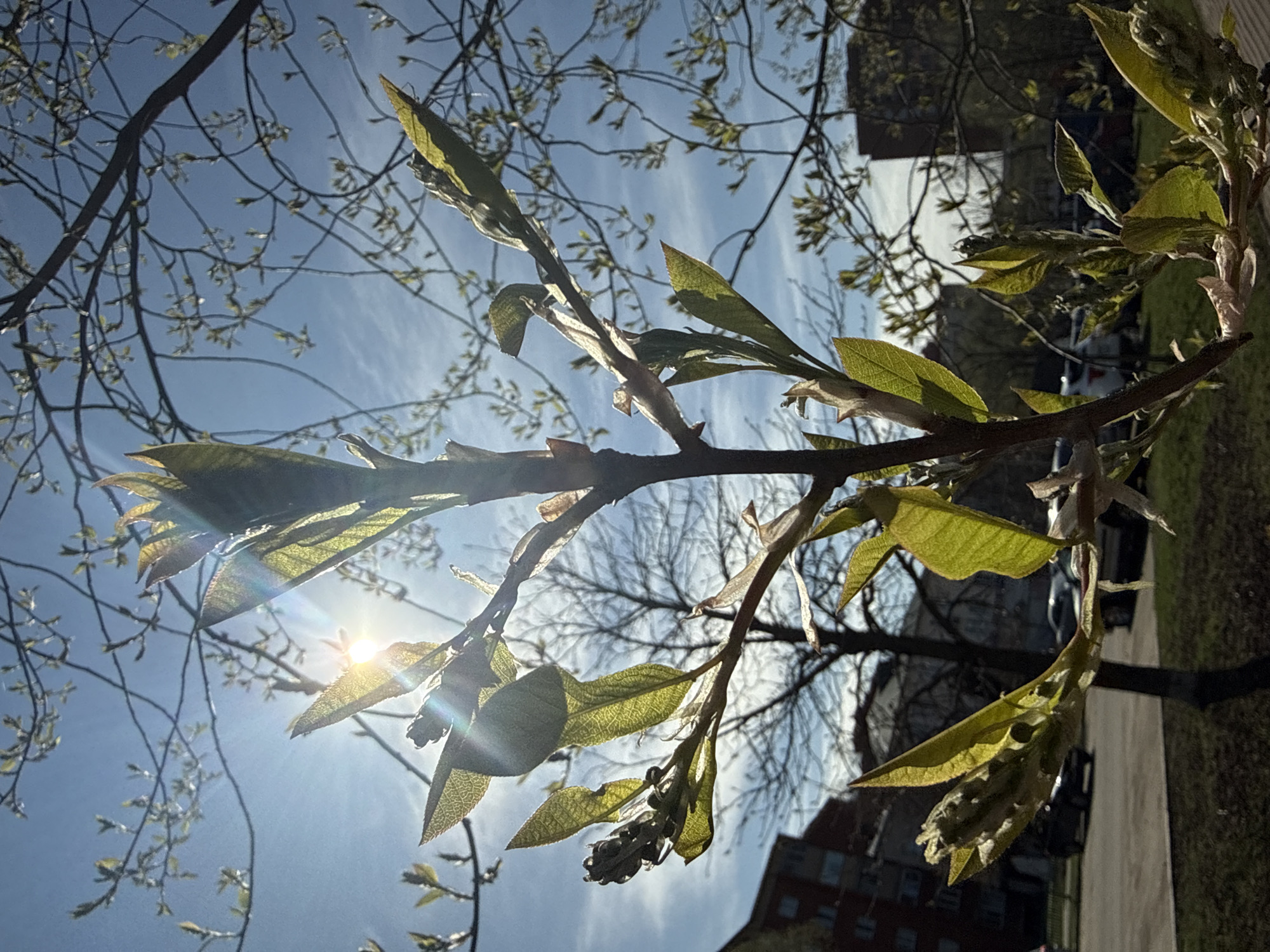 The image captures a tree branch with new green leaves against a bright blue sky with light clouds. The sun is shining through the leaves, causing lens flare. In the background, a building and other trees are visible. The location, Dmitrov, Russia, cannot be determined from the visual information provided in the image. No people are visible.