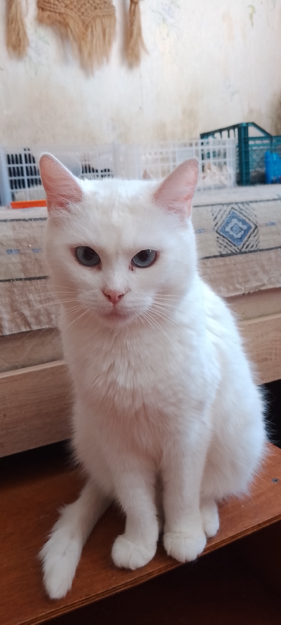 A white cat with striking blue eyes sits on a wooden surface. The cat is facing the camera and appears alert. In the background, a patterned fabric covers a surface, and behind that, a wall with what appears to be a tapestry or macrame hanging. Various plastic containers, one white and one blue, are visible further in the background, suggesting an indoor setting. The lighting suggests it is daytime. The image is a photograph taken with a mobile device.