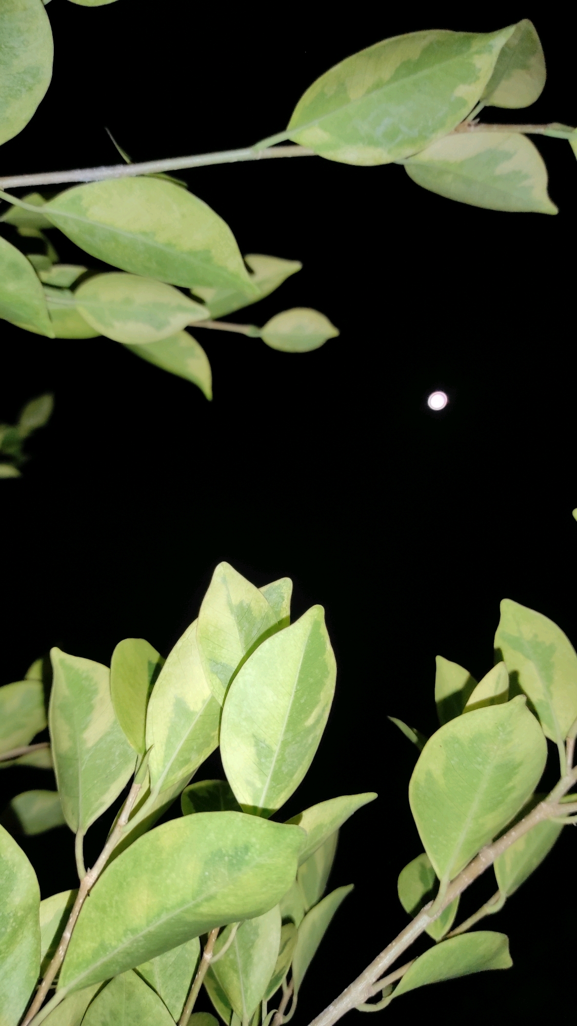 A nighttime, medium shot captures a dark sky with a bright, hazy full moon positioned slightly above and to the right of the image's horizontal center. The foreground is dominated by the variegated leaves of a plant, likely a Ficus, with stems crisscrossing. The leaves are primarily green with irregular patches of yellow and cream. The lighting suggests artificial light illuminating the foliage from below, creating highlights and shadows. The overall impression is that of a plant silhouetted against the night sky. The location is noted as Tanjungan, Indonesia.