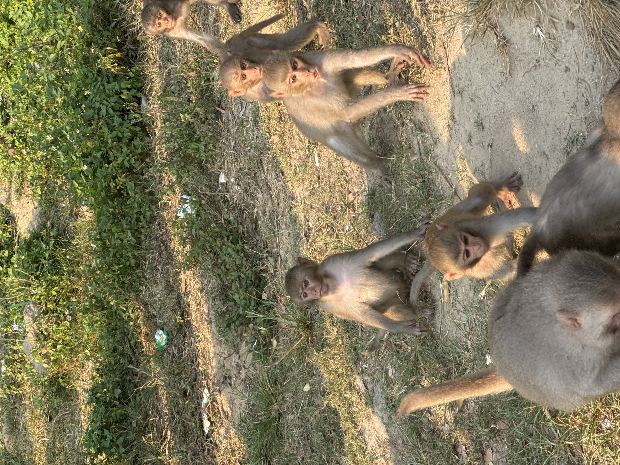 The image depicts a group of monkeys in an outdoor environment. Several monkeys are visible, ranging in size and age. Some are interacting, while others are looking directly at the viewer. The setting includes vegetation, grass, and a dirt or sandy area. There is also some litter visible in the scene. There is no verifiable information to determine the specific location or city in Vietnam.