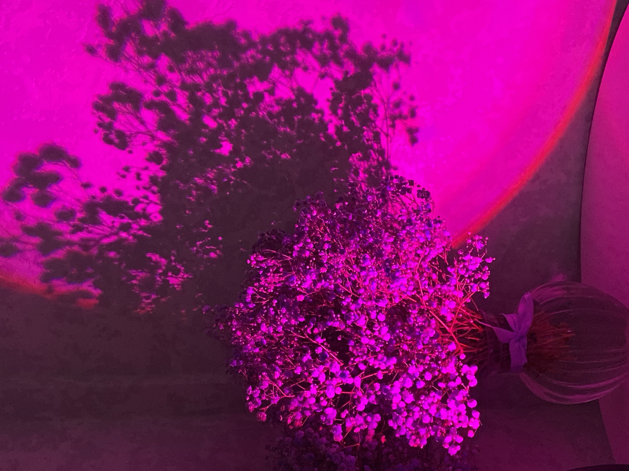 A close-up shot under pink lighting shows a bouquet of small purple flowers in a clear, round vase with a purple ribbon tied around its neck. The vase lies on its side on a dark surface, casting a large, detailed shadow of the bouquet onto a pink wall in the background. The lighting creates a surreal, monochromatic effect. The scene's location is not discernible from the visual information provided.