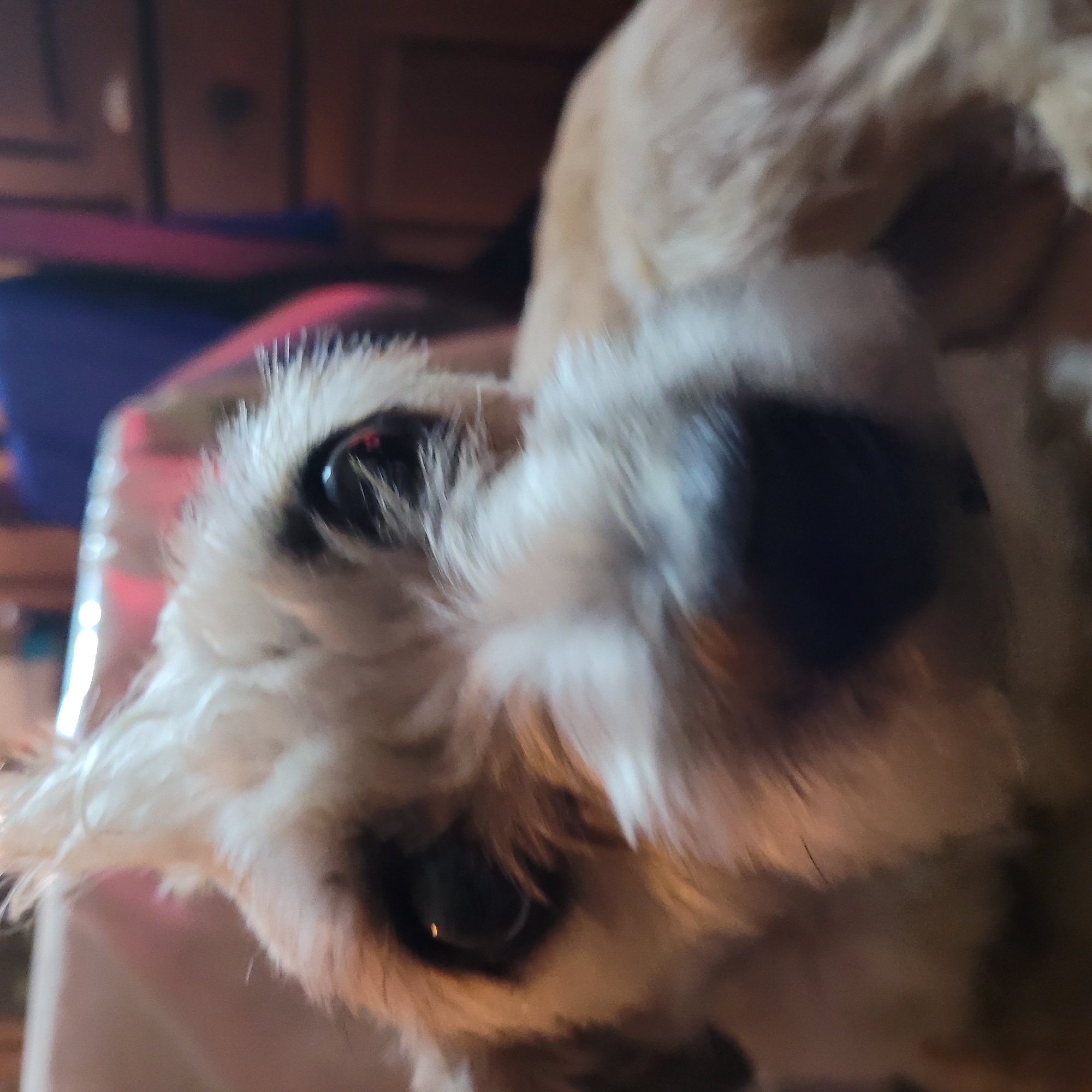 The image is a close-up shot of a dog's face, predominantly white and tan in color, with black eyes and a black nose. The dog's fur appears shaggy and unkempt, with individual hairs visible. The background is out of focus, showing what appears to be a wooden cabinet or dresser, and some soft items, potentially a blanket or clothing in shades of pink and blue. The image does not provide any information to identify its location as San Fernando del Valle de Catamarca, Argentina, or any specific city.