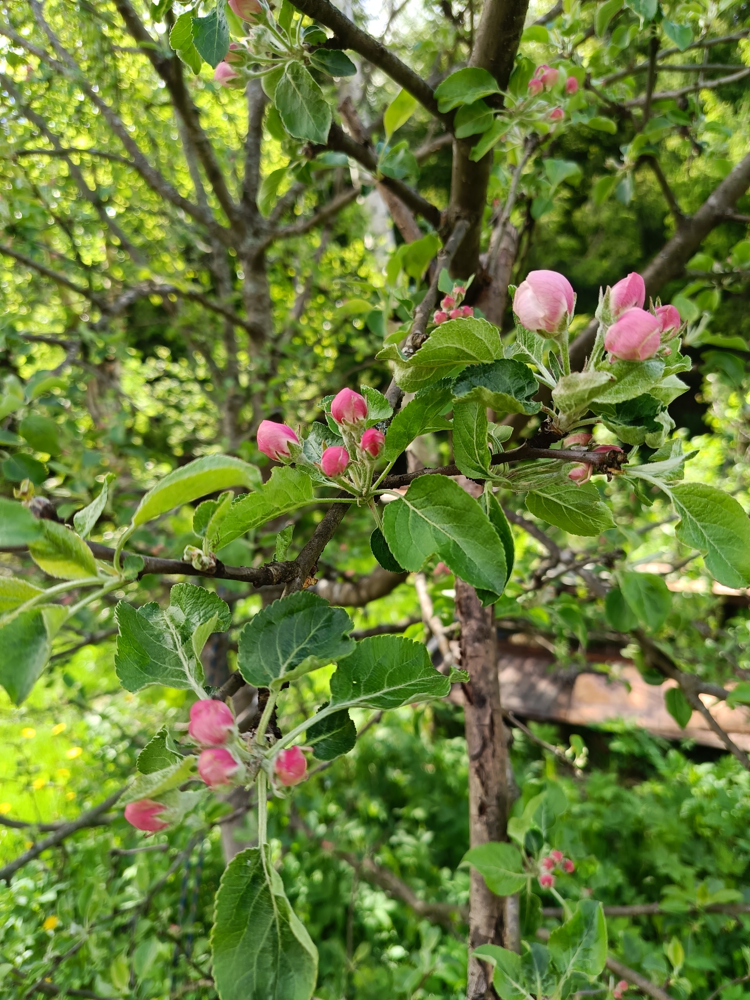 The image shows a tree branch with pink flower buds and green leaves, likely in a garden or orchard setting. The background consists of additional trees and vegetation, suggesting a natural environment. No people are visible. The location is specified as Vishnovka, Russia.