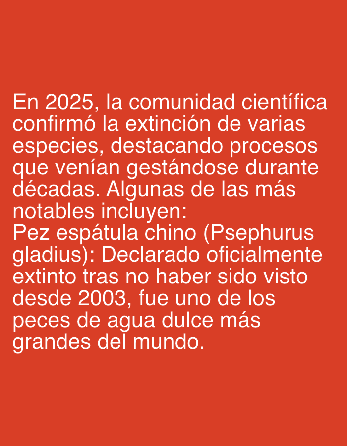 This image solely displays white text on a solid red background, with no visible subjects, objects, or discernible scene. The provided location context of Santa Ana, Venezuela, is not indicated by any visual elements within the image.
The text, written in Spanish, translates to: "In 2025, the scientific community confirmed the extinction of several species, highlighting processes that had been brewing for decades. Some of the most notable include: Chinese paddlefish (Psephurus gladius): Officially declared extinct after not having been seen since 2003, it was one of the largest freshwater fish in the world."
The content describes an environmental event: the confirmation of multiple species extinctions by the scientific community, projected to occur in 2025. It specifically highlights the Chinese paddlefish, stating its official extinction due to no sightings since 2003 and noting its status as one of the world's largest freshwater fish.