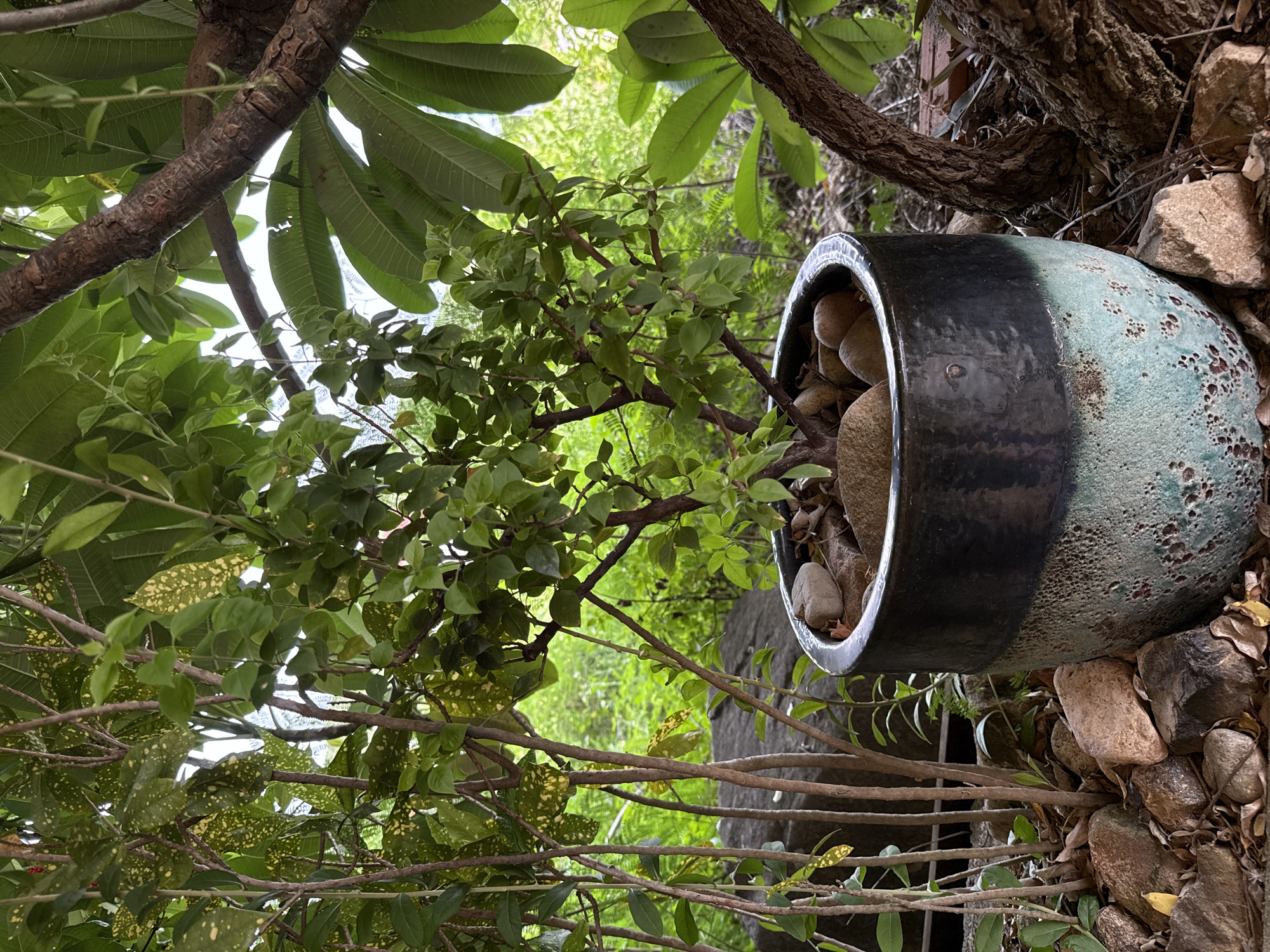 A potted plant sits on a bed of rocks and dried leaves. The pot is cylindrical with a glossy black upper rim that transitions to a textured, mottled aqua and brown glaze towards the base. Inside the pot, several smooth, rounded stones are visible, partially covering the soil. The plant itself has thin, brown branches and small, green leaves. Behind the pot, a large, dark gray rock is partially visible, and more rocks and fallen leaves are scattered on the ground. To the right of the pot, a thick, gnarled tree trunk with rough bark is prominent, with large, green leaves of another plant overhead. The background is lush and green, suggesting an outdoor, natural environment with dense foliage. The scene is lit by natural light, casting soft shadows. The overall impression is one of a tranquil, verdant garden setting.