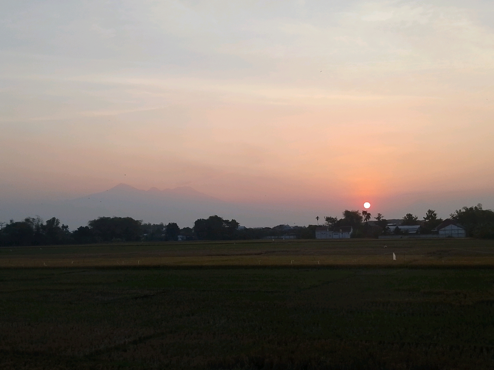 This is a landscape photograph taken at sunset in Pasuruan, Indonesia. The image depicts a wide, dark green rice paddy in the foreground, stretching to the horizon. Behind the paddy, a line of trees separates it from a village with white buildings and tiled roofs. In the far distance, a hazy mountain range is visible against a sky painted with soft hues of pink, orange, and pale blue, indicative of sunset. A bright, small sun is positioned in the upper right quadrant of the sky, casting a warm glow. Several small, dark birds are scattered across the sky.