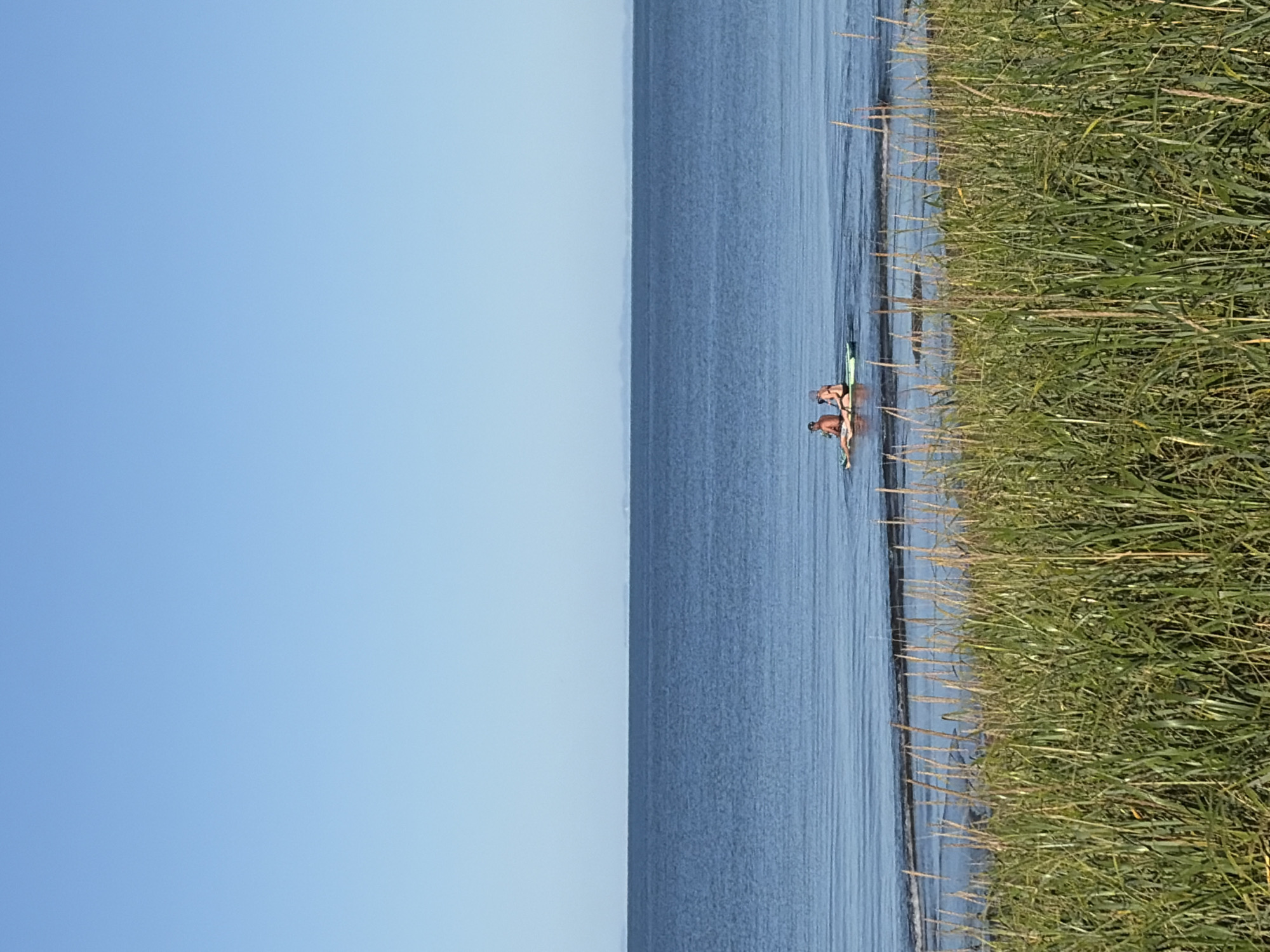The image depicts a serene coastal scene with a clear blue sky meeting a calm, expansive blue ocean. In the foreground, lush green tall grass lines the shore, with some of the grass blades showing seed heads. The water closest to the shore has gentle ripples and a dark line of what appears to be seaweed or debris floating on the surface. Further out, two individuals are seated on a paddleboard in the tranquil water. They appear to be a man and a woman, both wearing swimwear. The man is on the left, facing forward, while the woman is to his right, facing slightly away. The water extends to the horizon, where a faint, hazy line suggests distant land or mountains. The overall atmosphere is peaceful and summery. The location is identified as Ozerskoe, Russia, implying a coastal area within or near this Russian city.