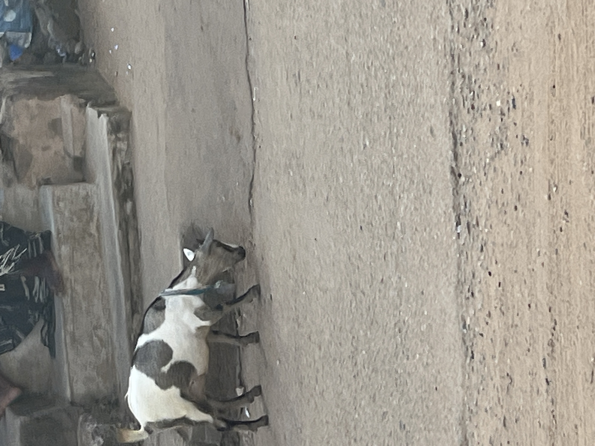 A dappled brown and white goat is foraging on the dusty ground, its head lowered. It has a small blue collar around its neck. In the background, stone steps lead up to a wall. A person's legs, clad in camouflage trousers and dark shoes, are visible at the top of the steps. The environment appears to be an urban outdoor setting, possibly a street or alley, with debris scattered on the ground. The lighting suggests it is daytime.