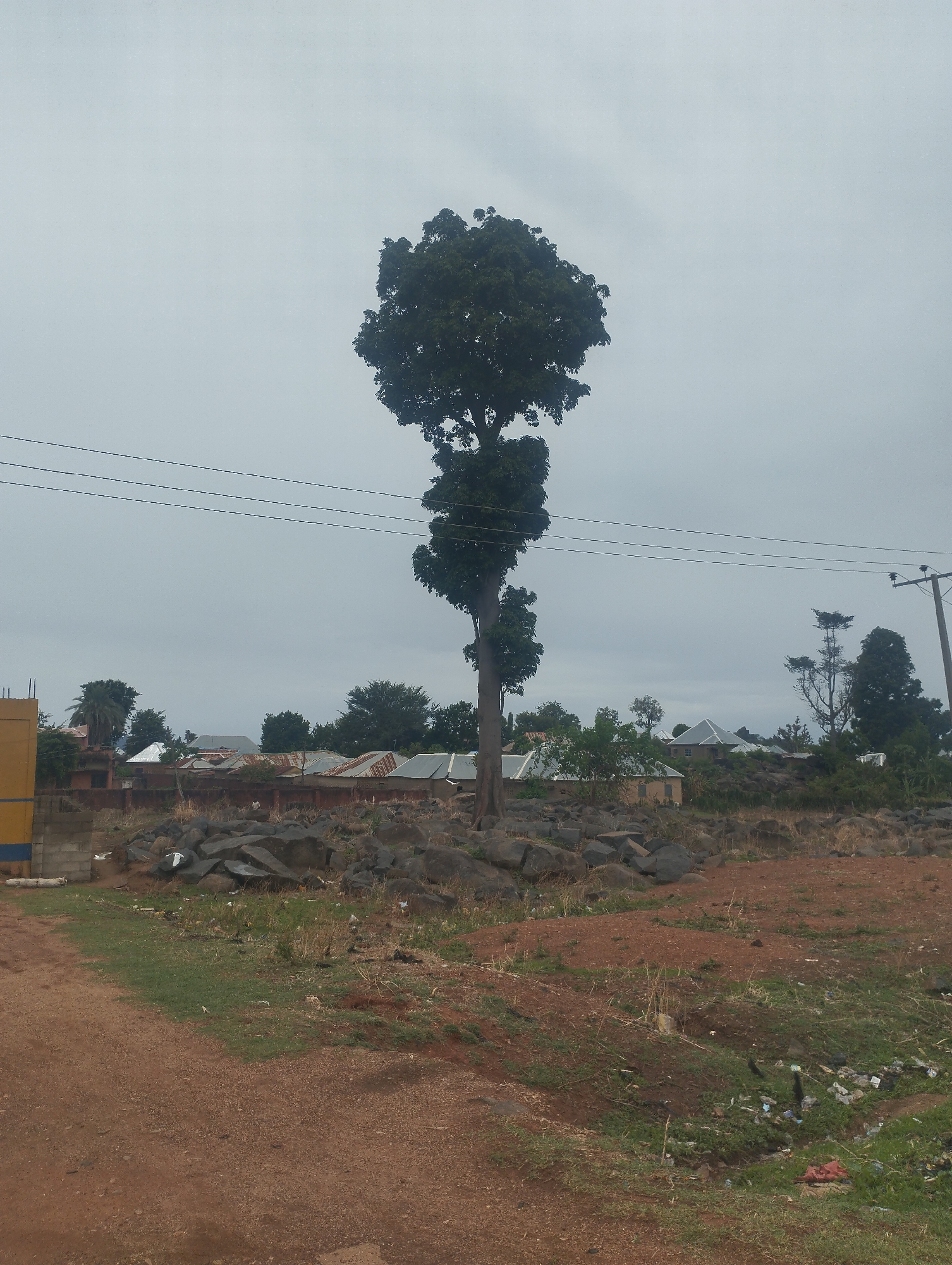 The image depicts a landscape in Rinjim Gani, Nigeria, under an overcast sky. A tall tree with a distinctive, layered canopy stands prominently in the center of the frame, surrounded by a rocky area.
In the background, there are several buildings with corrugated metal roofs, interspersed with other trees. Power lines stretch across the sky, intersecting the tree's upper branches.
The foreground consists of reddish-brown soil, with patches of green grass and scattered trash, indicating human activity and potential environmental concerns. A dirt road runs along the left side of the image. There are no people visible in the frame.