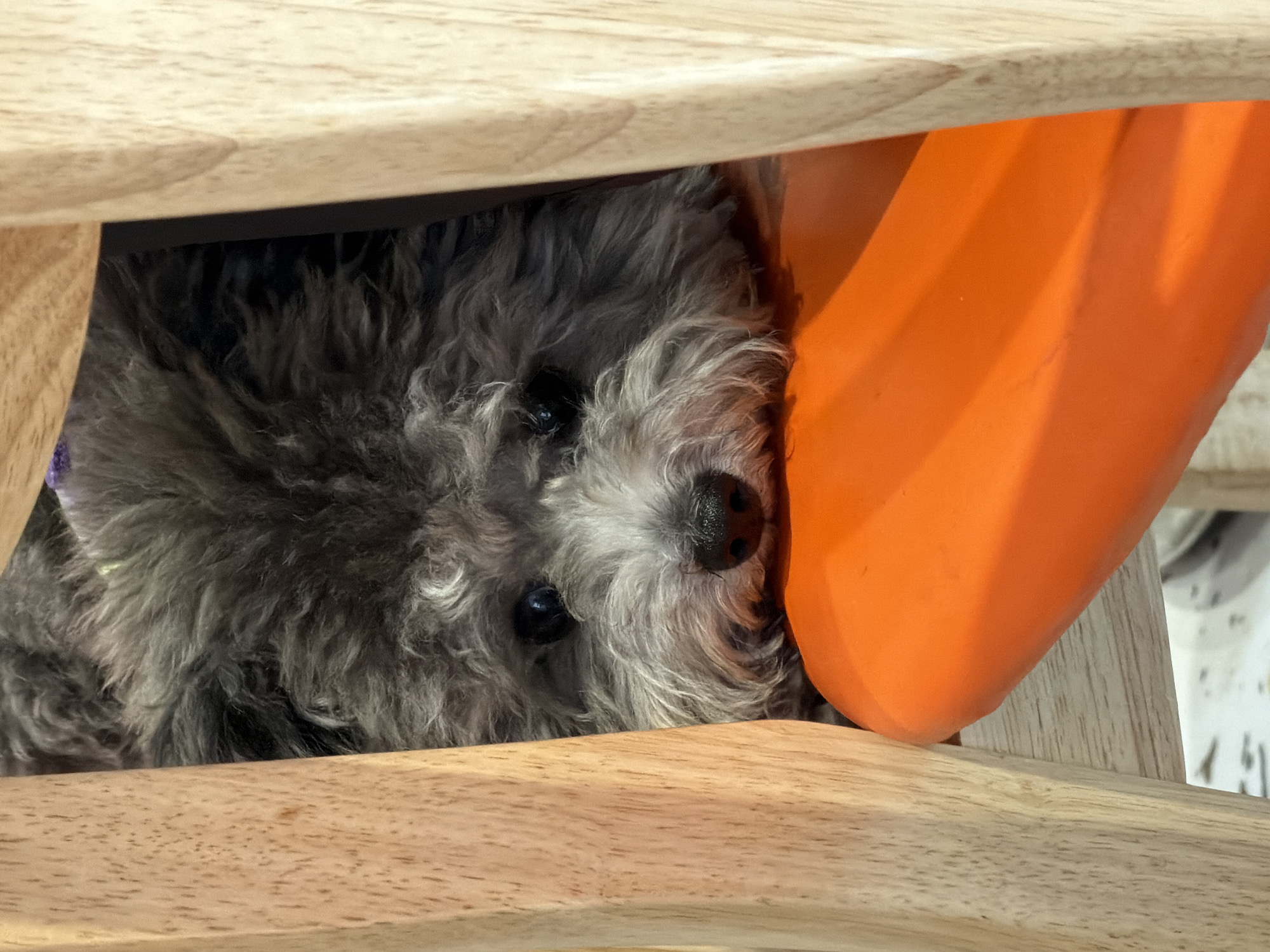 A close-up shot captures a gray, fluffy dog wedged between wooden slats and an orange object, likely a chair leg or container. The dog's face is the focal point, with dark eyes and nose clearly visible amidst the fur. The wooden slats appear to be part of a piece of furniture. The location in Wulingyuan, China, is not ascertainable from the image.