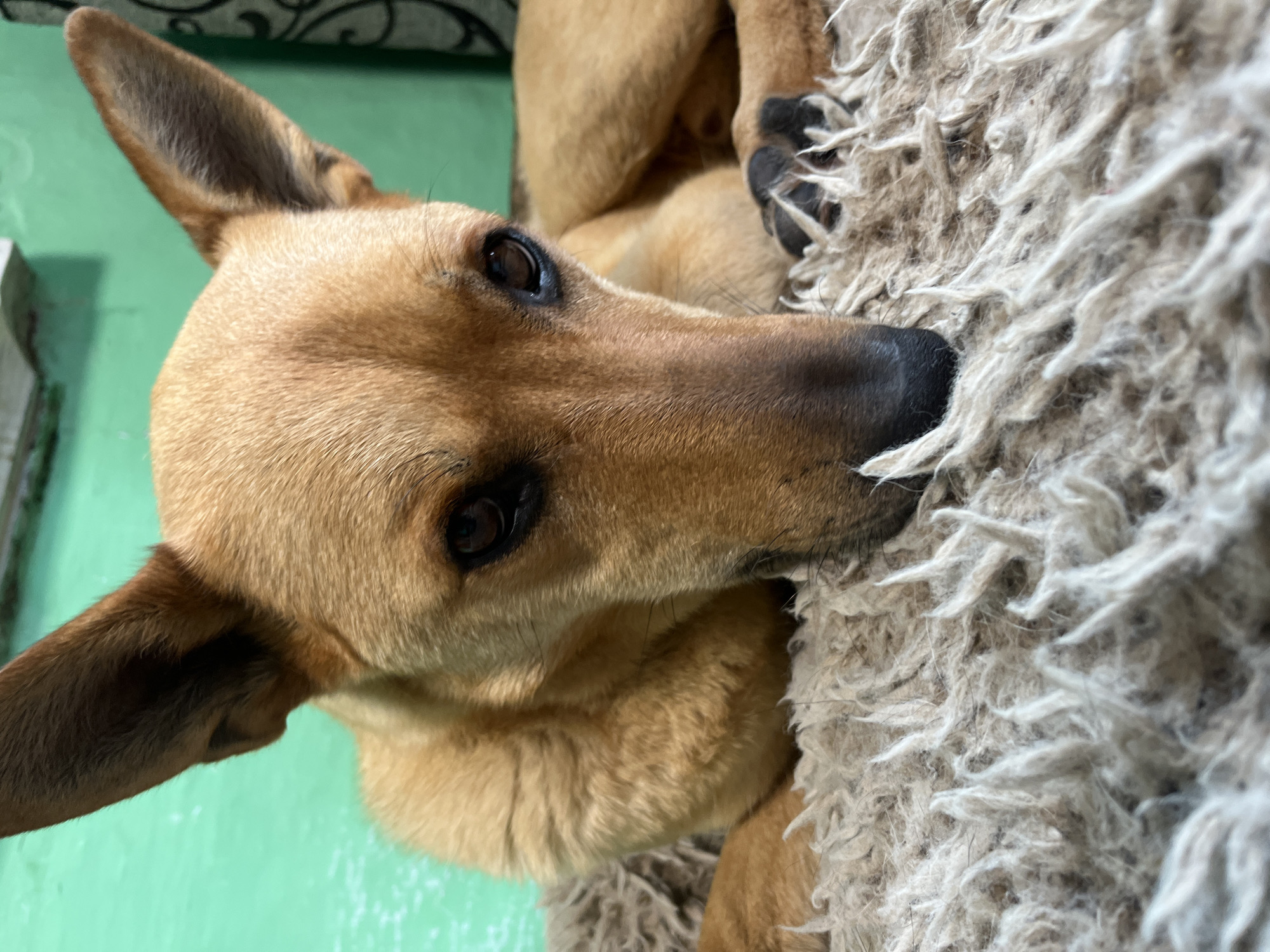 A tan dog with upright ears lies on a shaggy rug. The dog's head is lowered, with its eyes looking downwards. The background is a light green wall. The scene is indoors.