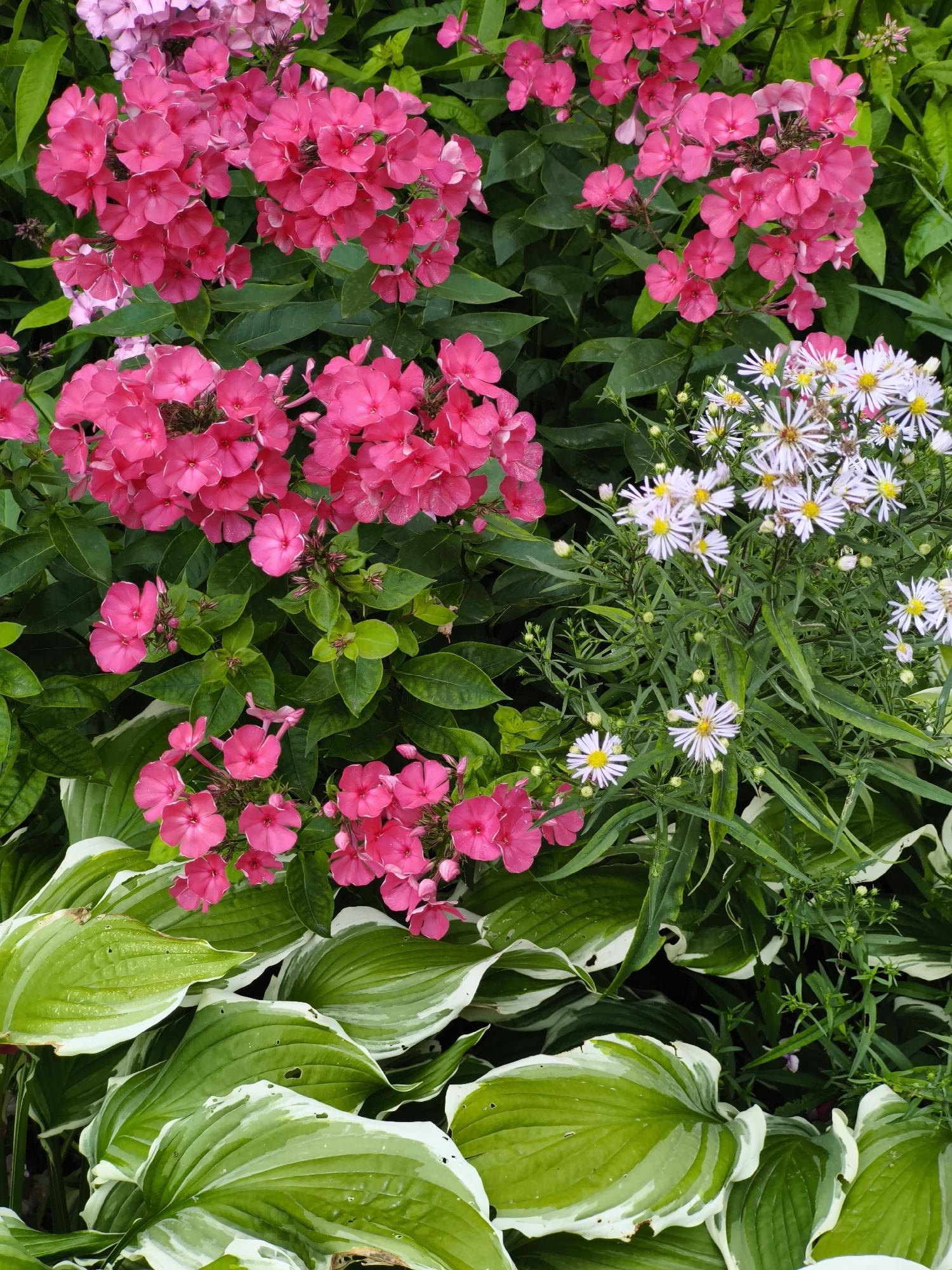 An overhead shot captures a close-up view of a garden bed overflowing with a variety of plants. Dominating the frame are clusters of vibrant pink phlox flowers, their petals densely packed and reaching towards the viewer. Interspersed with the phlox are delicate white asters, their yellow centers adding a pop of contrast. Lush green hosta leaves with striking white margins form the foreground, their broad, wavy surfaces creating a textured base. The garden appears well-maintained and full, suggesting a thriving ecosystem. The image evokes a sense of natural beauty and abundant growth within a garden setting.