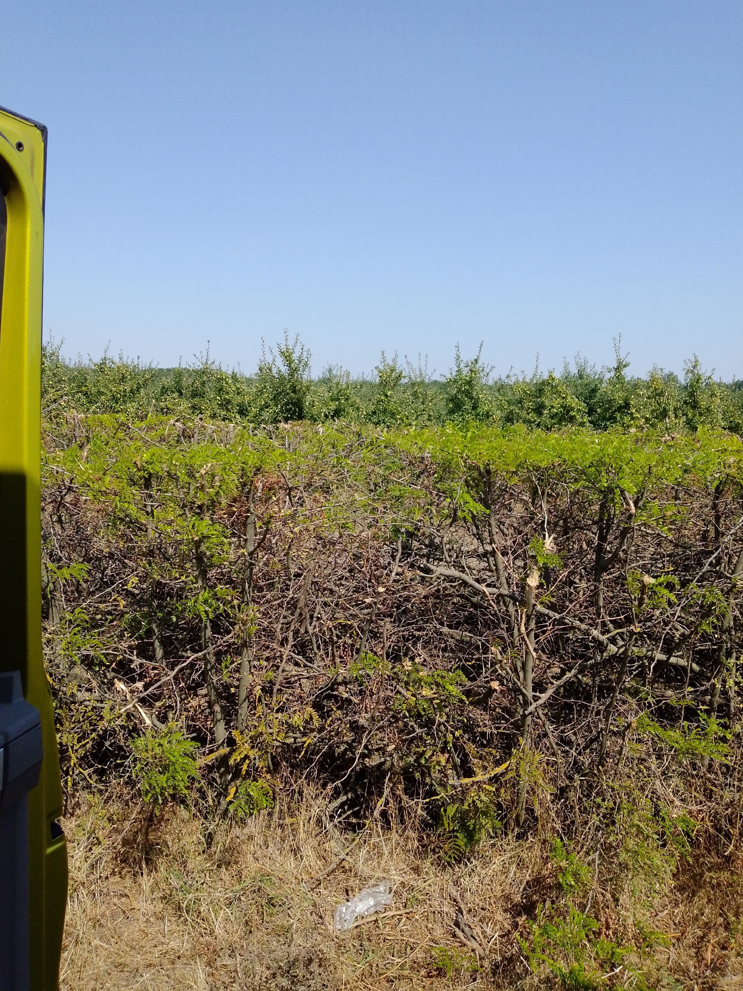 A view from within a yellow vehicle, looking out at a trimmed hedge with a background of more foliage and a clear blue sky. The hedge is dense, with visible branches and some new green growth. Beyond the hedge, rows of trees are visible, appearing to be part of an orchard or plantation. The ground in the foreground is dry grass. The scene is set in Krasnodarskaya Ptitsefabrika, Russia.