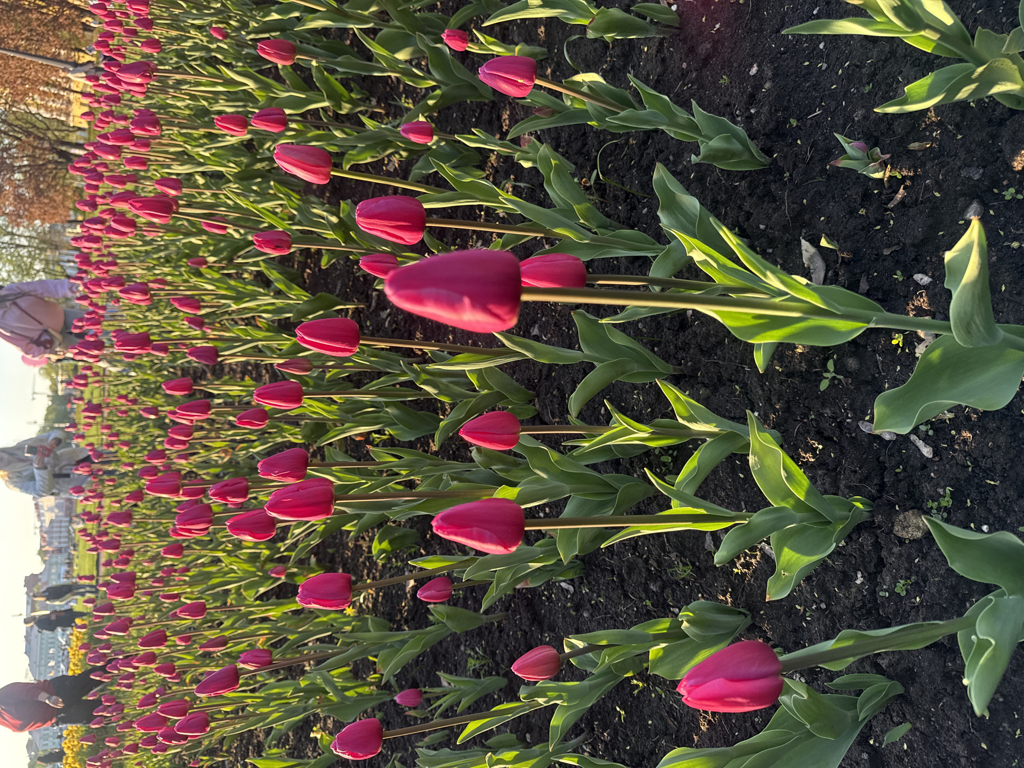 The image shows a field of blooming magenta tulips in Saint Petersburg, Russia. The flowers are planted in neat rows, their green leaves contrasting with the dark soil. In the background, there are blurry images of buildings and figures, possibly of people, suggesting an urban setting. The lighting suggests it's either early morning or late afternoon. A few people are walking near the flowerbed. The focus is on the tulips in the foreground.