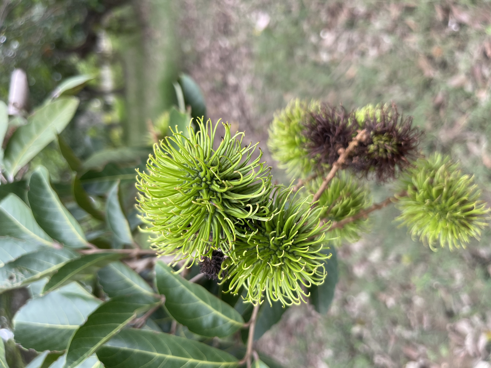 The image shows several unripe rambutan fruits on a tree. The fruits are bright green with a spiky texture. Some of the fruits have begun to turn brown, indicating they are starting to ripen or are decaying. Green leaves are visible in the background, as well as a blurry outdoor environment that suggests a natural setting. The specific location is identified as Meunasahmeucap, Indonesia.