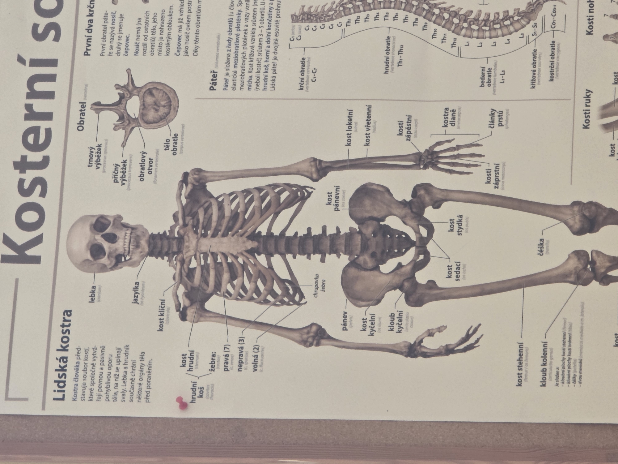 The image displays a detailed diagram of a human skeleton, labeled in Czech. The diagram is organized into different sections, pointing to various bones and their corresponding names. Prominently featured is a full anterior view of the skeleton. To the left, there is a textual description of the human skeleton, also in Czech. To the right of the main skeleton image, there are detailed illustrations and labels of individual vertebrae. Further down on the right side, a section of the vertebral column is shown with labels for cervical, thoracic, lumbar, sacrum, and coccygeal vertebrae. The bottom of the image shows partial diagrams of hand and foot bones. The overall presentation suggests an educational or informational poster. There are no people or animals depicted. The environment is a flat, neutral background, likely a wall or display surface, with some shadowing suggesting lighting. There is no discernible city or location information within the image itself.