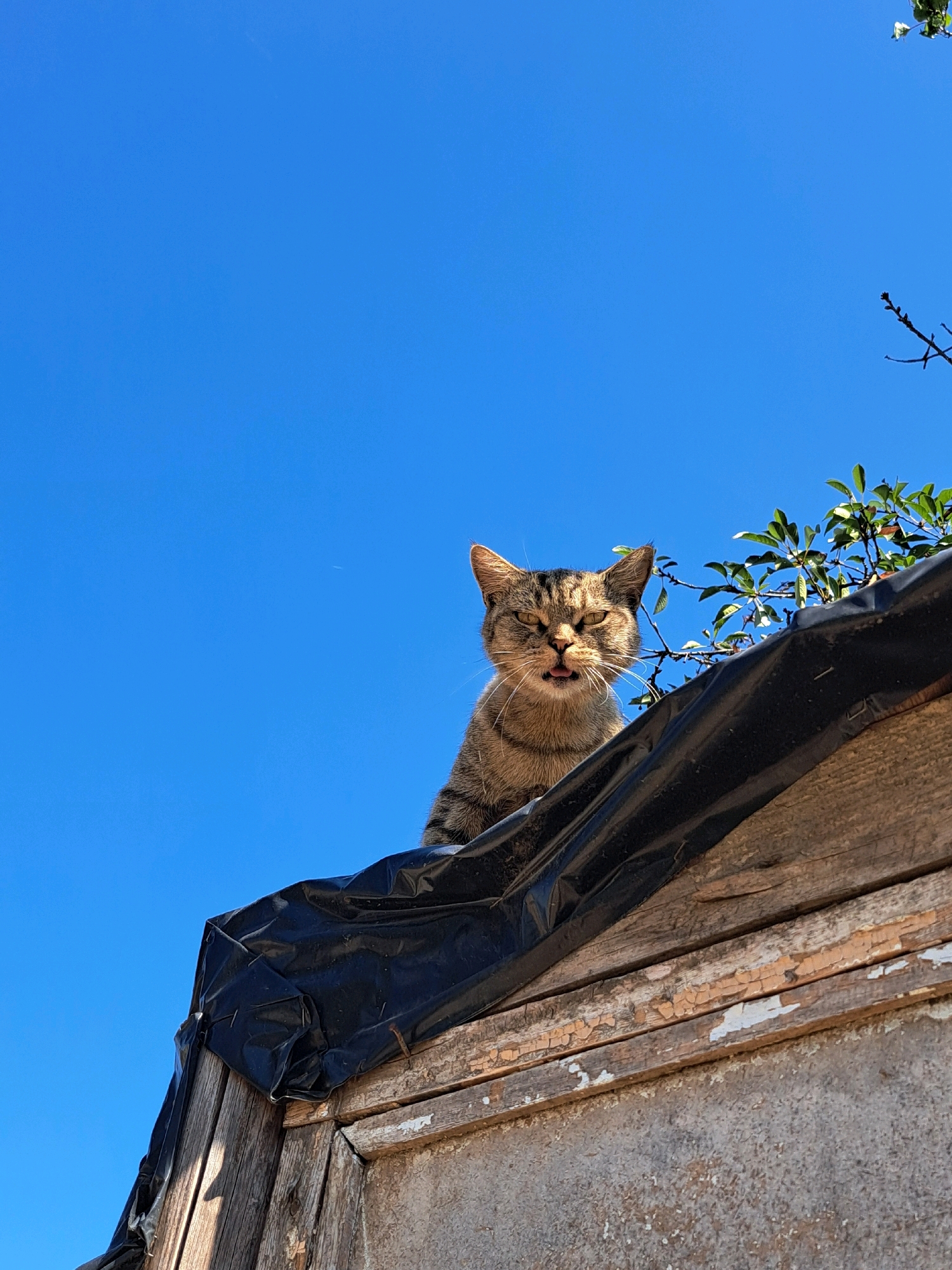 A tabby cat with green eyes and its tongue sticking out is perched on a wooden structure covered with black plastic. The structure appears weathered, with peeling paint and visible wood grain. Green foliage from a tree branches overhangs the cat from the right. The background is a clear, vibrant blue sky. The image was taken in Vypasne, Ukraine.