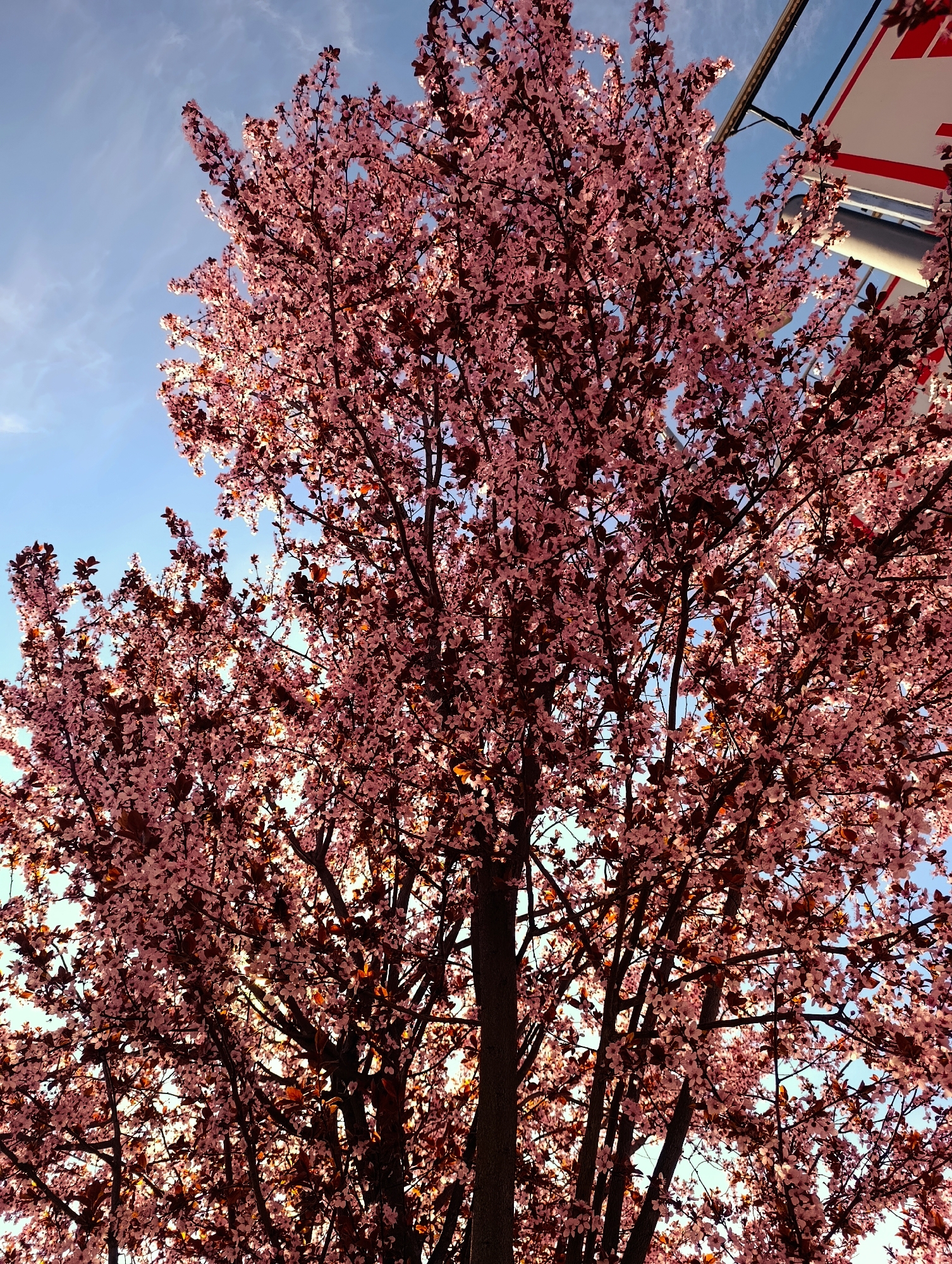 A low-angle shot of a flowering tree, likely a cherry tree, in full bloom with pink blossoms against a blue sky with sparse clouds. The tree trunk is in the center of the frame, with branches spreading outward and upward. Some metal structures are visible at the upper right edge of the frame, partially obscured by the tree. The image may be taken in Kardzhali, Bulgaria.