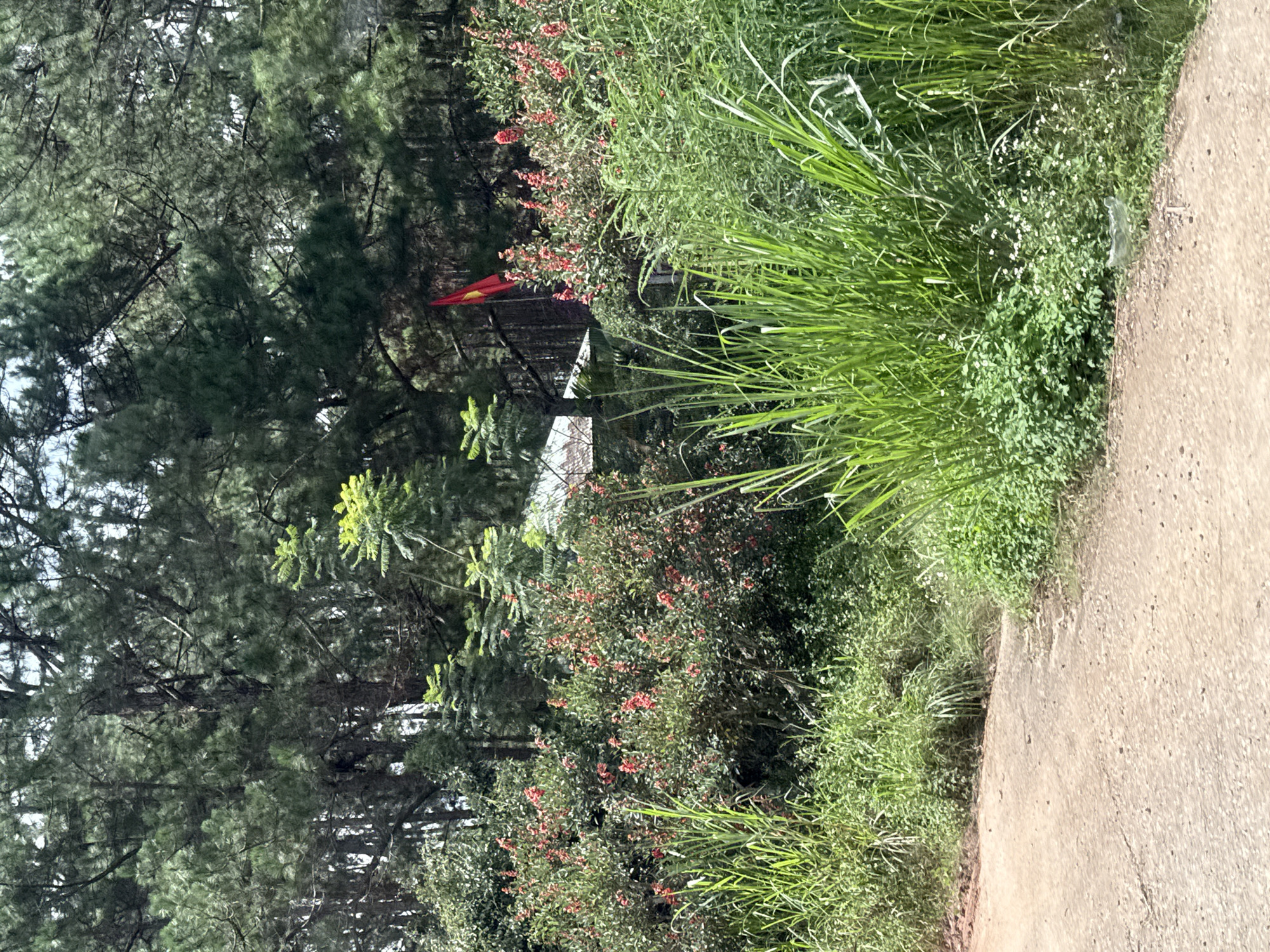 The image depicts a rural roadside scene in Lac Duong, Vietnam, characterized by lush greenery and a dirt path. Tall pine trees dominate the background, their dense foliage creating a shaded canopy. In the midground, flowering bushes with small red blossoms add a touch of color, interspersed with tall, vibrant green grasses. A small, red flag with a yellow star is visible amidst the foliage, suggesting a national or local emblem. A rudimentary structure, possibly a small building or shelter with a corrugated metal roof, is partially visible behind the bushes. The foreground features a dirt road, worn and dusty, indicating it is a frequently used pathway. The overall impression is one of a natural, somewhat uncultivated environment typical of a rural Vietnamese landscape.