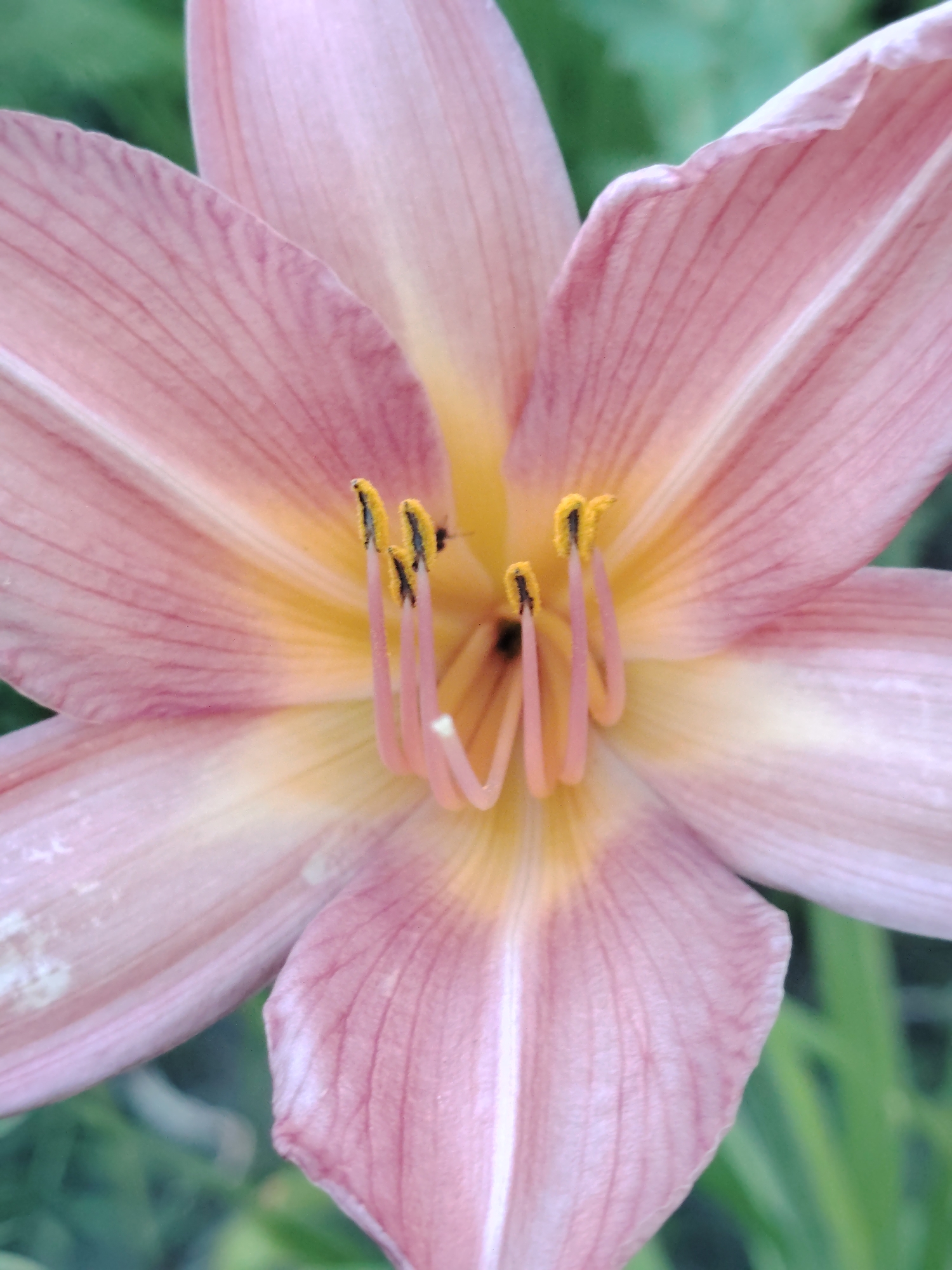 A close-up shot captures the vibrant inner petals of a pale pink lily. The delicate petals, adorned with faint red veins, radiate from a creamy yellow center. At the heart of the bloom, three delicate pink stamens stand tall, each topped with a cluster of fuzzy yellow anthers. The background, a blur of soft green, suggests a natural outdoor setting, likely a garden. The image, taken from a low angle, emphasizes the intricate details of the flower. There are no discernible buildings, structures, or any specific indicators of its location within the city of Unknown, Ukraine.