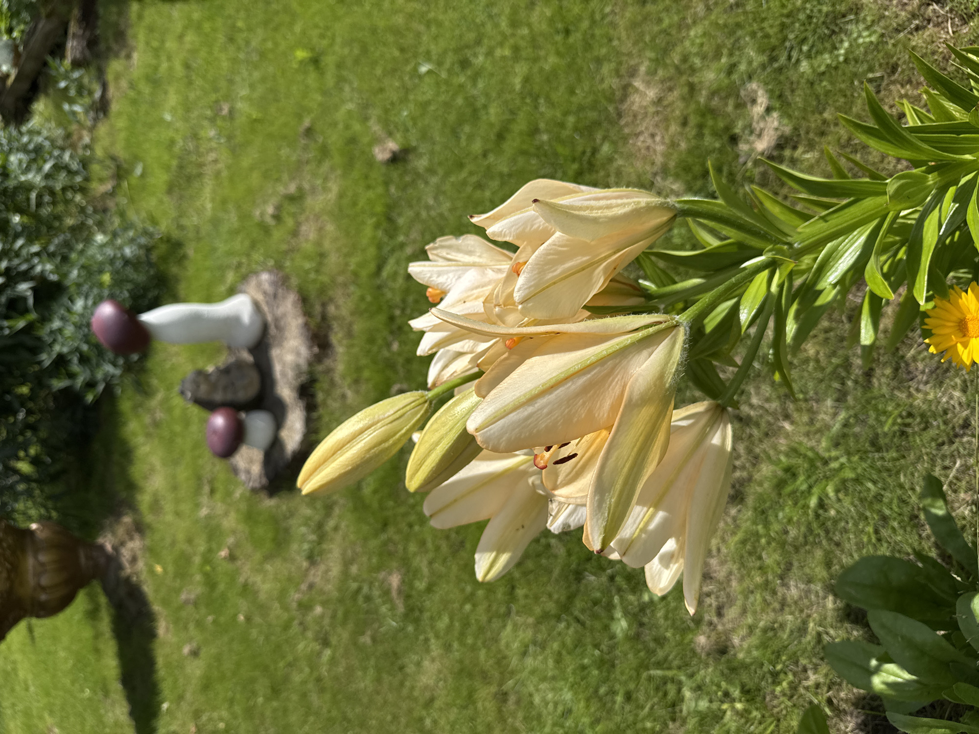 A close-up shot focuses on a spray of light yellow lilies with green stems and leaves in the foreground. In the background, a lush green lawn is visible, dotted with some fallen leaves. Further back, a decorative garden element resembling mushrooms sits on a stone. A large, ornate pot with a shadowed base is positioned to the left of the frame. The overall scene suggests a bright, sunny day in a garden.