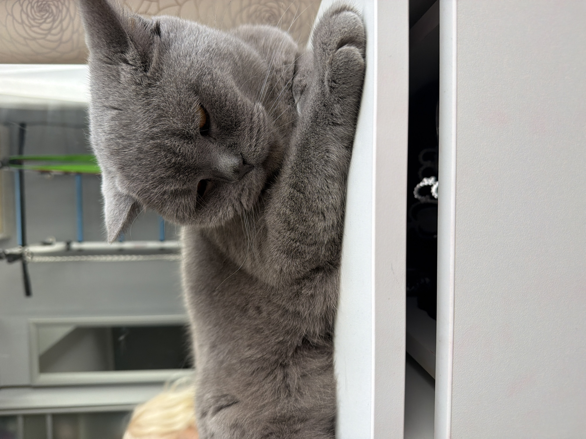 A grey cat, likely a British Shorthair breed, is the central subject of this indoor, portrait-oriented photograph taken in Sochi, Russia. The cat is positioned leaning against a white cabinet or shelf unit on the right side of the frame, with its right front paw resting on the edge. Its head is tilted downward, and its amber-colored eyes suggest a focused, curious, or mischievous expression as it appears to be peering into or at something below its line of sight.
The cat's dense, grey fur is prominent, showing fine detail. To the right, a slight gap between two white cabinet doors reveals a dark interior with some reflective objects, possibly jewelry like rings or shiny accessories, faintly visible. The background on the left is blurred but shows a light-colored wall with a subtle, swirling pattern, possibly wallpaper or textured paint. Further back, out of focus, are glimpses of metal structures, possibly shelving or part of an enclosure, and a rectangular, reflective surface. A small, out-of-focus portion of a person's head with blonde hair is visible in the bottom left corner. The scene is brightly lit, indicative of an indoor setting, and no visible text is present in the image.