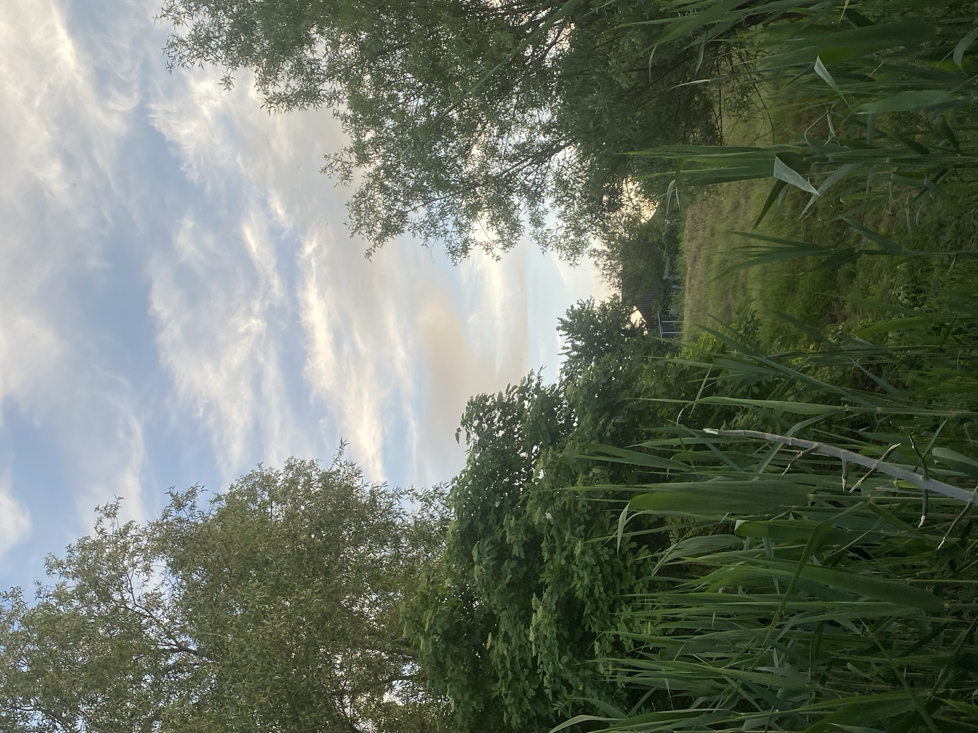 The image shows a natural scene, likely captured near Ustyvytsia, Ukraine, characterized by dense vegetation and an open sky.
**Environment:** The foreground is dominated by tall, green reeds or grass, creating a screen-like effect. Further back, trees with full, green foliage are visible, partially obscuring the background. The sky is visible between the trees, displaying a light blue hue with wispy, white clouds.
**Objects:** The primary objects include:
* Tall reeds/grass.
* Trees with green leaves.
* Sky with clouds.