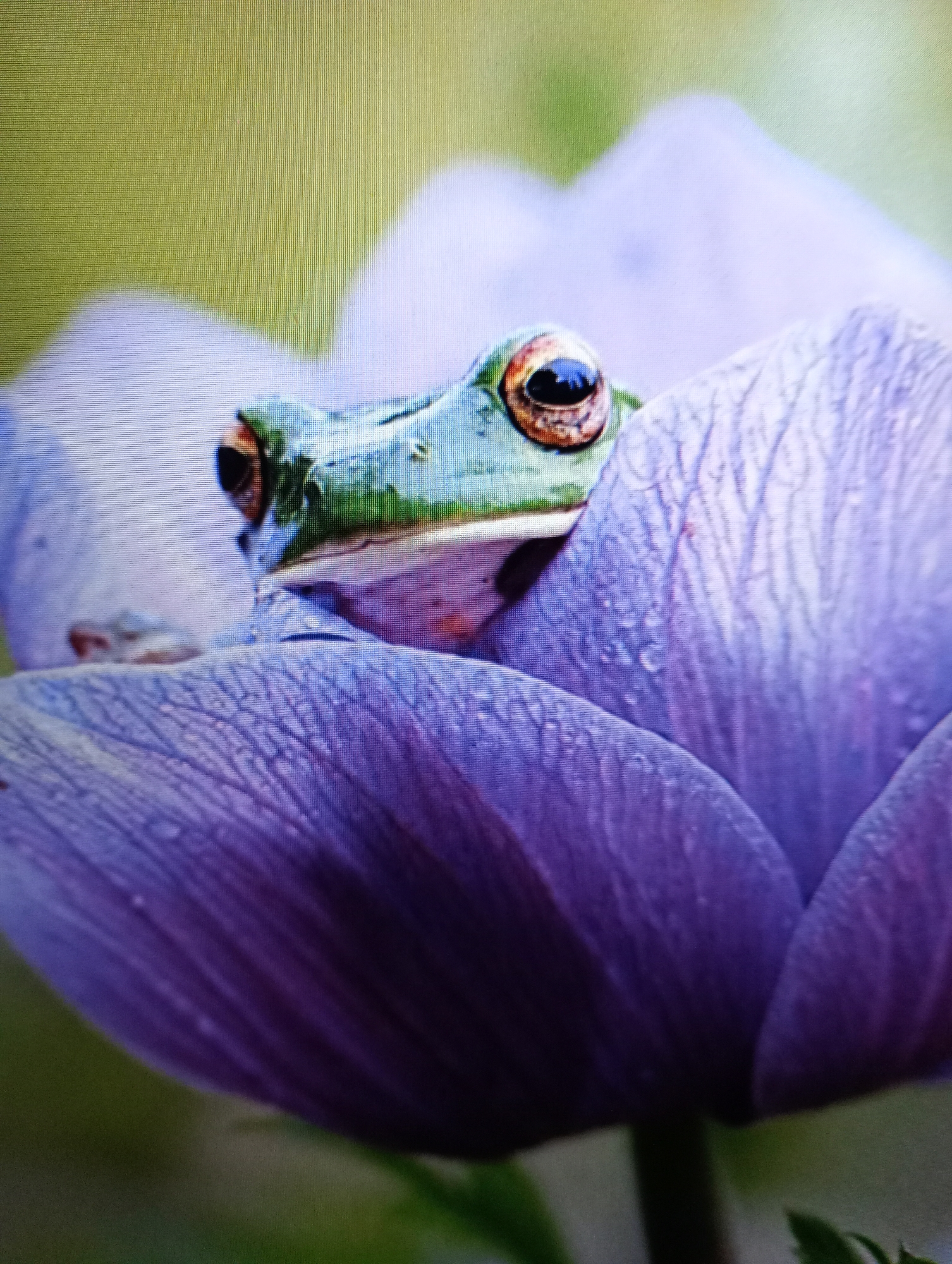 A close-up photograph captures a small, green frog with bright orange eyes peeking out from between the purple petals of a flower. The frog is positioned in the center of the frame, its head and front portion visible. The flower's petals, which are a vibrant purple, curve around the frog, creating a soft, natural enclosure. The background is a blurred wash of green and yellow, suggesting an outdoor, natural setting. The image focuses on the frog and the flower, with a shallow depth of field. There is no information in the image that indicates it is located in Harmanli, Bulgaria.