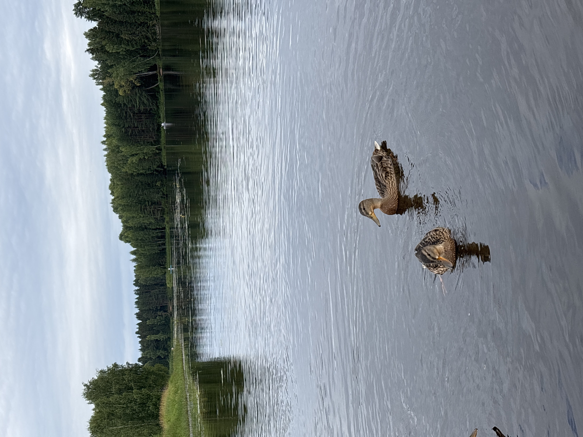 Two ducks are swimming in a calm lake. The lake is surrounded by a dense forest with tall trees. The sky is overcast and cloudy. In the background, a small boat with a person in it can be seen on the water. The image depicts a natural scene in Anteplevo (Okhotinskoe S/P), Russia.