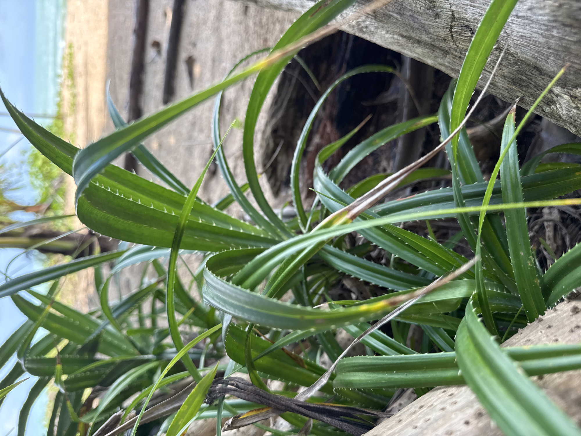The image shows a close-up view of a cluster of green spiky plants in the foreground. The plants have long, slender leaves with serrated edges. Behind the plants, the background is blurred, showing a sandy beach, the ocean, and some palm trees. There are also some weathered pieces of wood in the scene. The location is identified as Ban Khuk Khak, Thailand. No people or animals are visible in the image. The lighting suggests it is daytime.