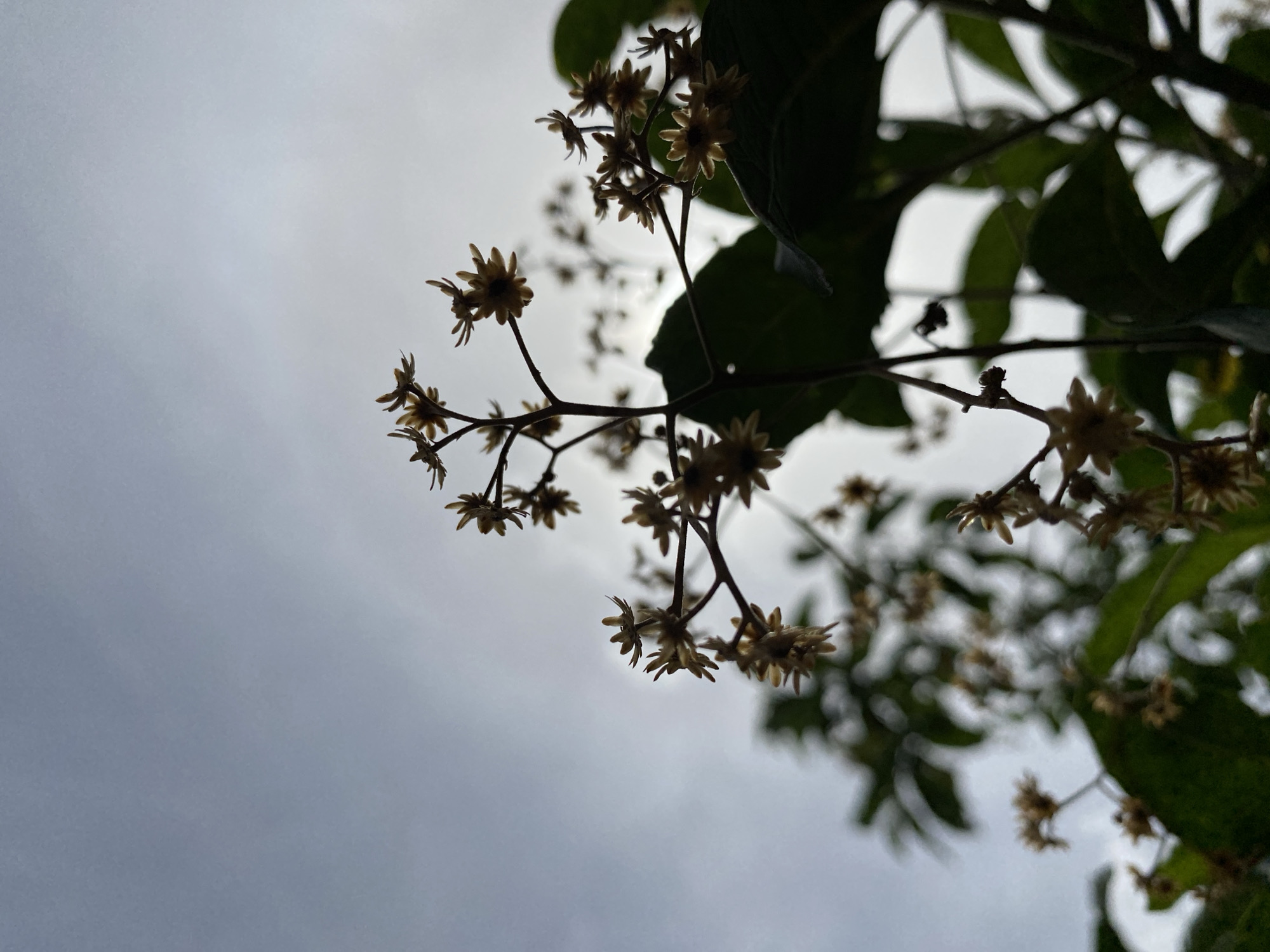 The image, taken from a low angle, features a tree branch with small, light-colored flowers or buds against a cloudy, overcast sky. The leaves of the tree are dark green and silhouetted. The location is Bukuru, Nigeria. No people are visible. The primary subjects are the tree branch, flowers/buds, and the sky. The action, if any, is limited to the natural state of the plant life. There are no discernible interactions. The environment is characterized by the cloudy sky and the presence of vegetation.