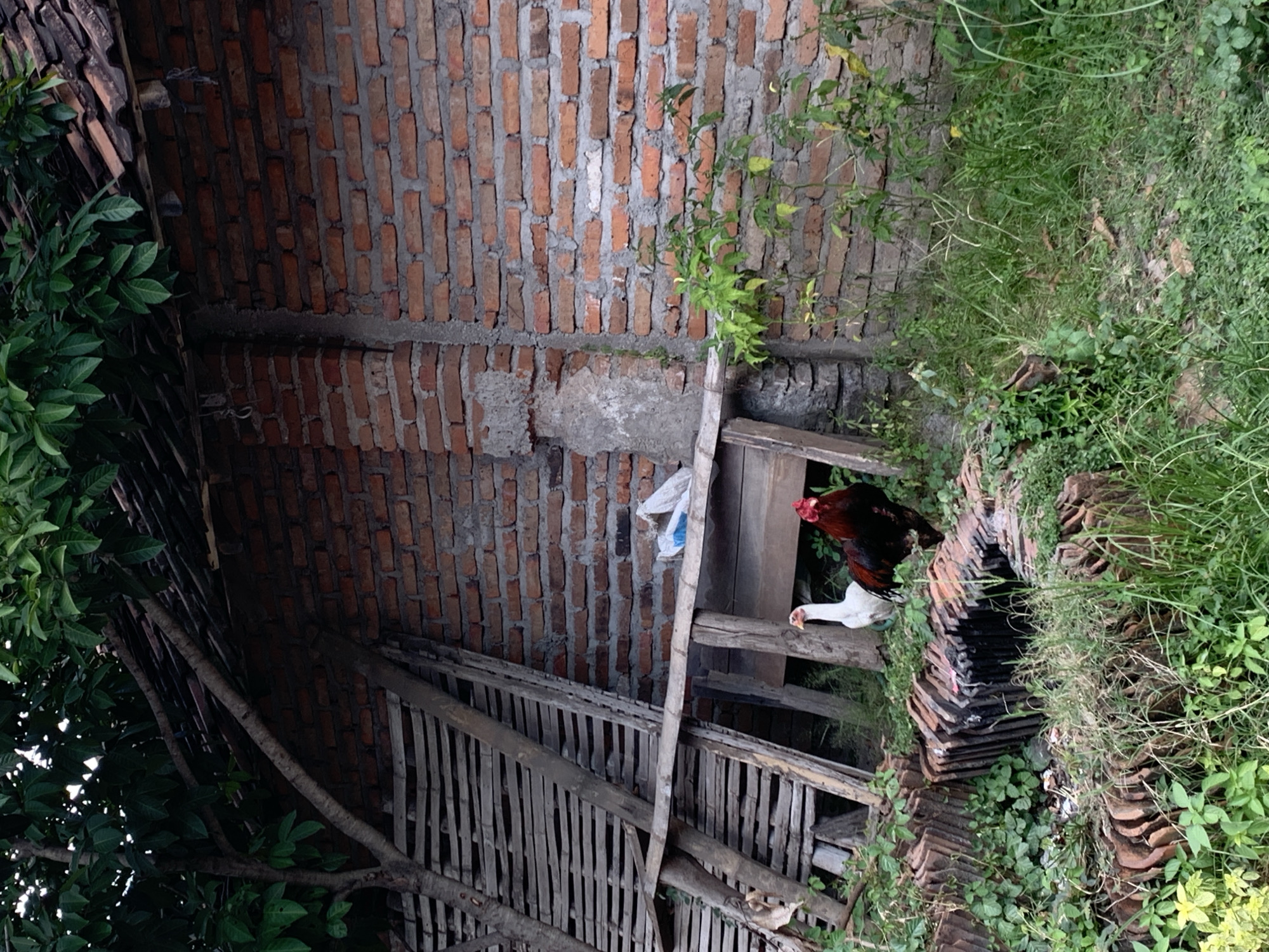 In Gulun, Indonesia, a rooster and a hen stand near a brick wall partially covered by a thatched roof and overhanging branches. A wooden structure, made of roughly cut planks, leans against the wall. In the foreground, a pile of terracotta roof tiles lies amidst overgrown green vegetation. The scene is outdoors, with sunlight filtering through the leaves, creating dappled shadows on the ground.