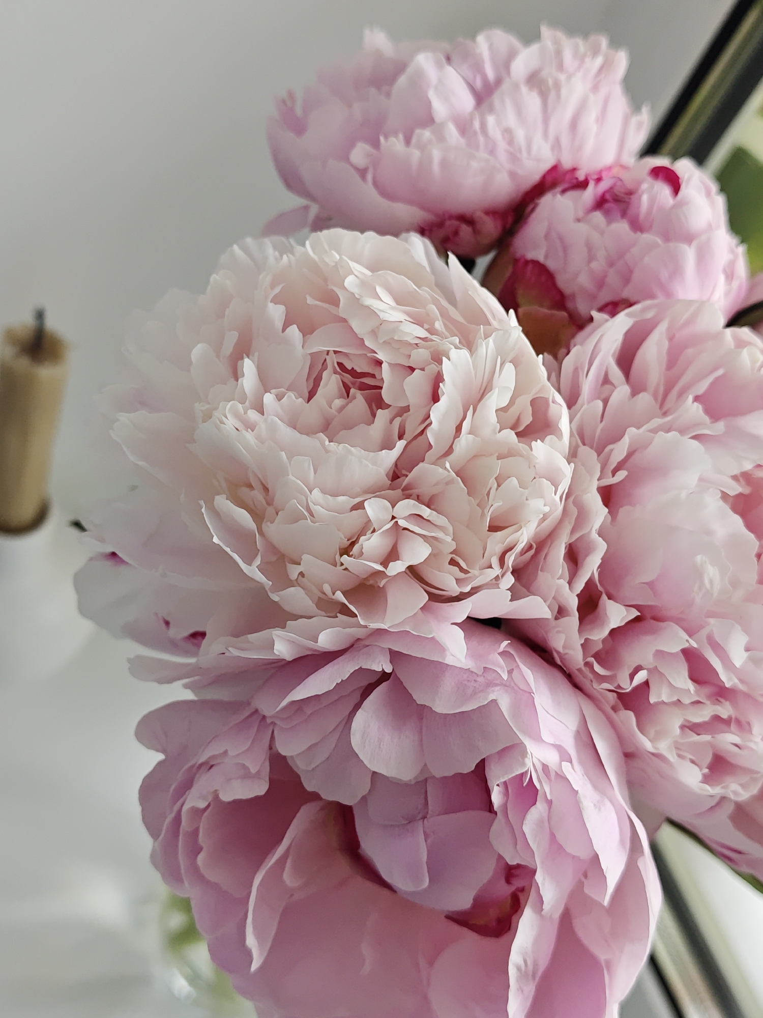 The media file presents a close-up, vertical shot of a bouquet of blooming pink peonies against a soft, light grey background. The main subjects are several large, full-bodied peony flowers, exhibiting various shades of pink, ranging from delicate blush to a slightly deeper rose. Their petals appear soft, numerous, and intricately ruffled, creating a dense, lush texture. Some deeper pink or crimson accents are visible within the folds of the petals, particularly towards the centers of the blooms.
On the left side of the frame, a blurred, light brown or wooden object with a dark tip is partially visible, suggesting it might be a candle or a decorative holder. The background behind the flowers is uniformly light grey, likely a wall or a window, contributing to a bright and airy atmosphere.
There is no discernible activity or event taking place; the image captures a beautiful floral still life. The lighting is soft and natural, highlighting the delicate details of the petals and creating subtle shadows that give depth to the arrangement. The image conveys a sense of tranquility, freshness, and natural elegance. No text is visible anywhere in the image. While the location context is Vinnytsia, Ukraine, there are no specific visual cues within the image to indicate this.