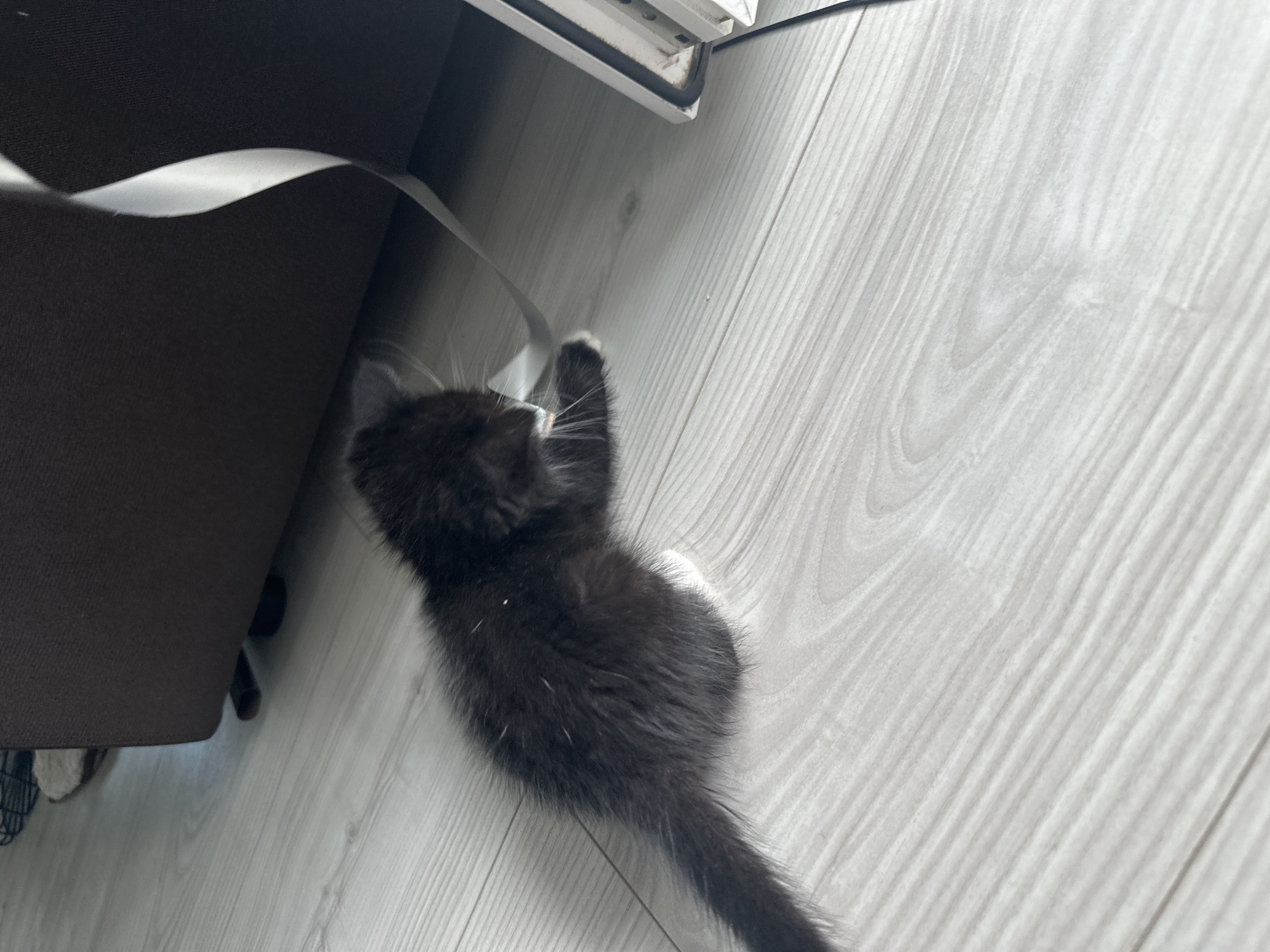 A black and white kitten is playing with a white ribbon on a light-colored wooden floor. The kitten is positioned in the center of the frame, facing to the right, with its paw reaching out to touch the ribbon. The background consists of a dark brown couch and a white object with black trim, possibly a piece of furniture or an appliance. The lighting suggests an indoor setting. The scene is located in Eremeevo, Russia.