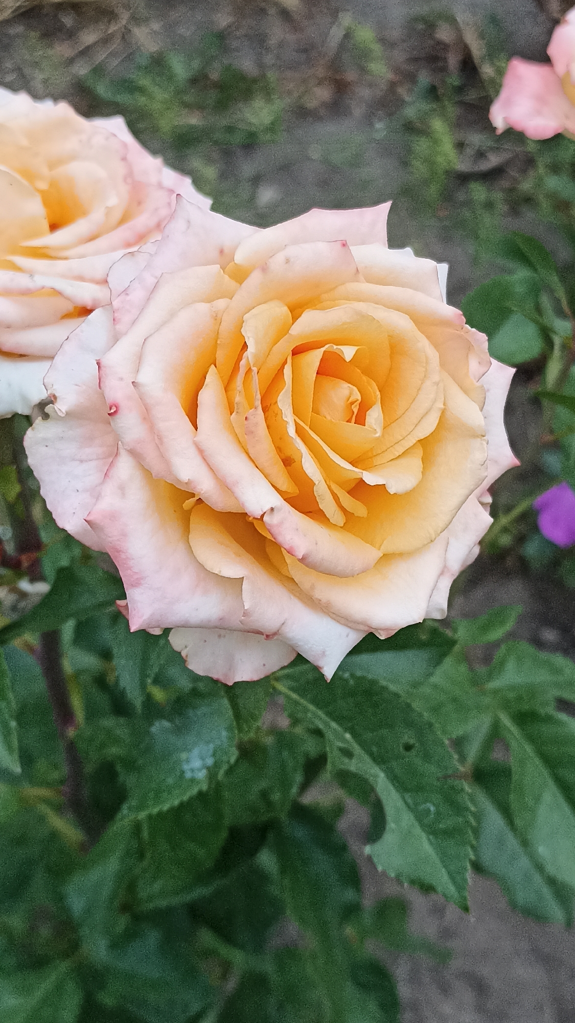A close-up shot of a single, fully bloomed rose with soft peach and pink petals is captured in the city of Magala, Moldova. The rose is positioned in the foreground, with its intricate layers of petals gracefully unfurling. The outer petals are a pale pink that fades into white at the edges, while the inner petals transition to a warm peach and yellow hue at the center. The rose's stem and leaves are visible beneath it, appearing a deep green. In the background, out of focus, other roses and foliage can be seen, along with a small, blurry purple flower. The overall impression is one of natural beauty and tranquility.