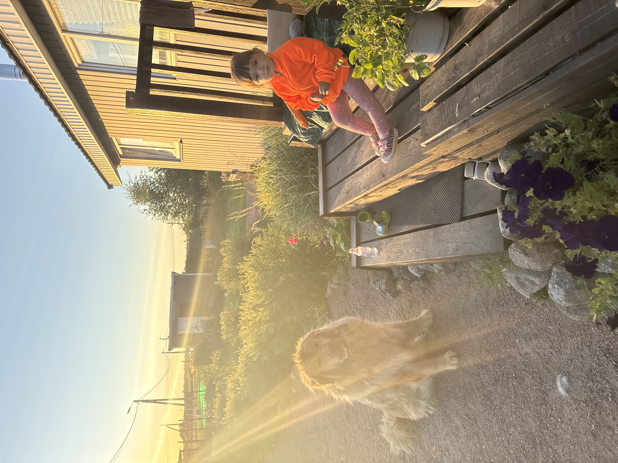 In Kempelevo, Russia, at the golden hour, a shaggy, light-brown dog sits on a gravel path in front of a wooden house with a large porch. A young girl in an orange fleece jacket and pink patterned leggings is seated on the porch, which is furnished with a green cushion and a towel. The scene is illuminated by the warm, low-angled sun, casting long shadows and creating a lens flare effect in the background. The environment includes lush green bushes, purple petunias in pots, and a small shed. A bottle of water and a pair of green sandals are also visible on the porch.