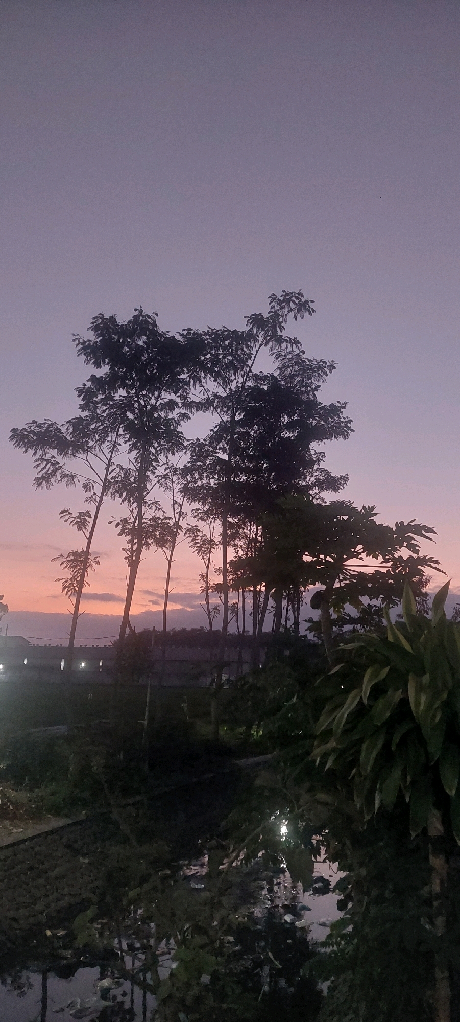 The image captures a dusk scene in Jogoyudan, Indonesia. Silhouetted against a gradient sky of pale purple and soft orange, a cluster of tall, slender trees with sparse foliage dominates the upper half of the frame. Below the trees, a low-lying wall or structure is visible, punctuated by faint lights, suggesting the presence of buildings or streetlights. The foreground is filled with dense, dark green foliage, including a large-leafed plant on the right side. The lower part of the image shows a dark, indistinct area that appears to be water reflecting the dim light, possibly a small pond or ditch, with some debris visible. The overall impression is one of a quiet, natural setting at the end of the day.