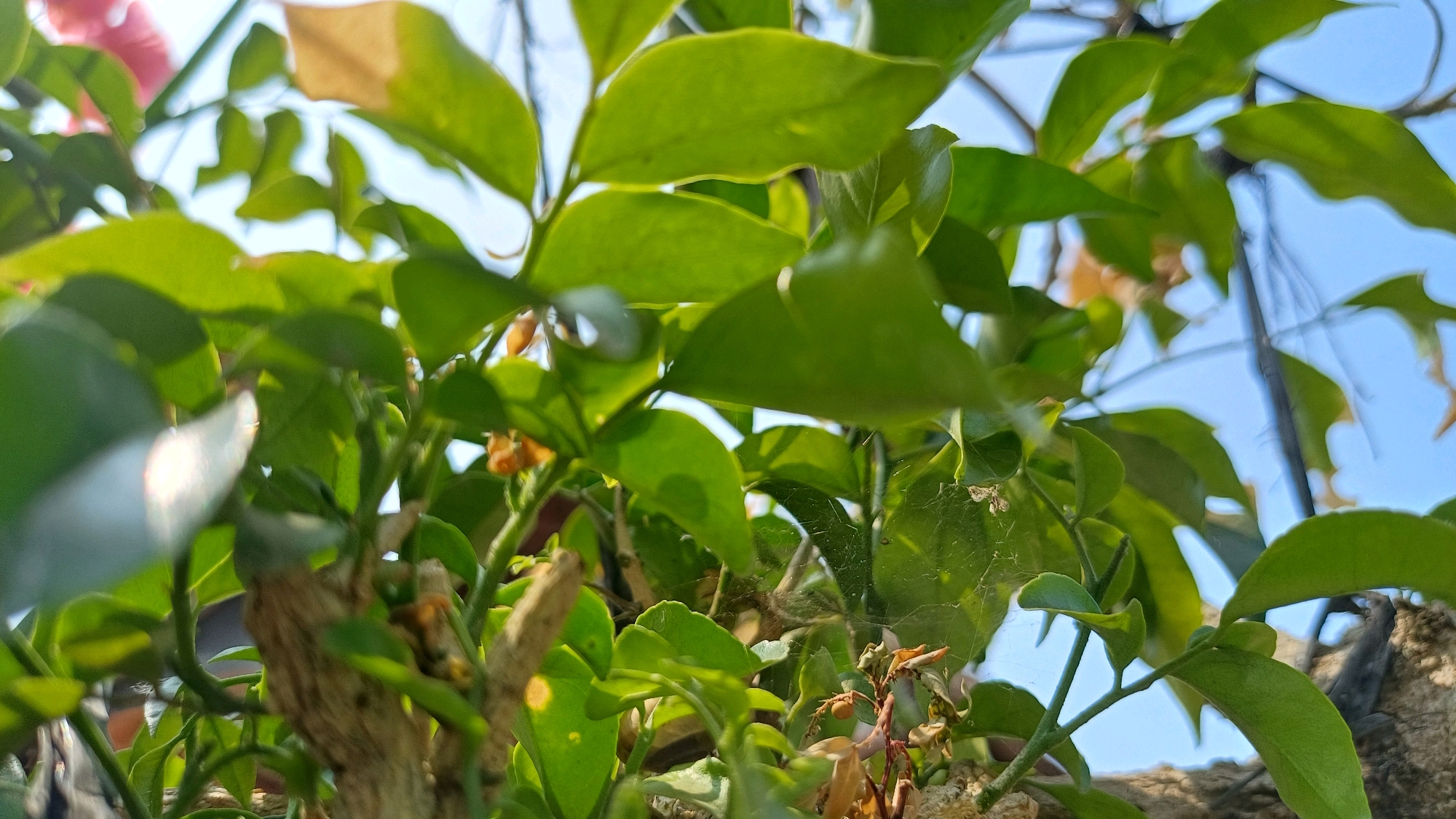 The image is a close-up, low-angle shot of dense green foliage against a bright blue sky. Several leaves are in sharp focus in the foreground, with a rough, textured tree trunk visible towards the bottom left. Some small, orange flowers are scattered among the leaves, and a few dry, brown leaves are also present. A delicate spider web is visible stretched across some of the leaves in the mid-ground. The image appears to be taken outdoors, possibly in a garden or natural setting, with no indication of a specific location within Wonokerso, Indonesia, or any people present.