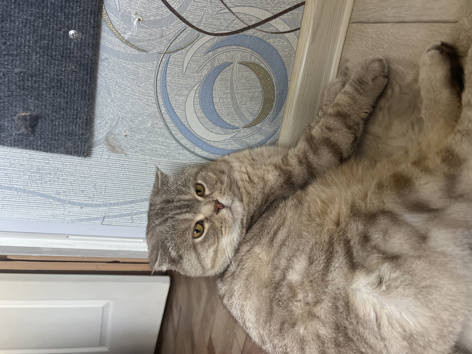 The image depicts a gray and tan tabby cat with folded ears lying on its side on a wood-patterned floor. The cat is looking at the camera with its yellow eyes. The background includes a wall with light blue and gray patterned wallpaper, a gray carpet with a metal fastener, and a white door. It is not possible to verify the location in the city of Chaikovsky, Russia from the image.