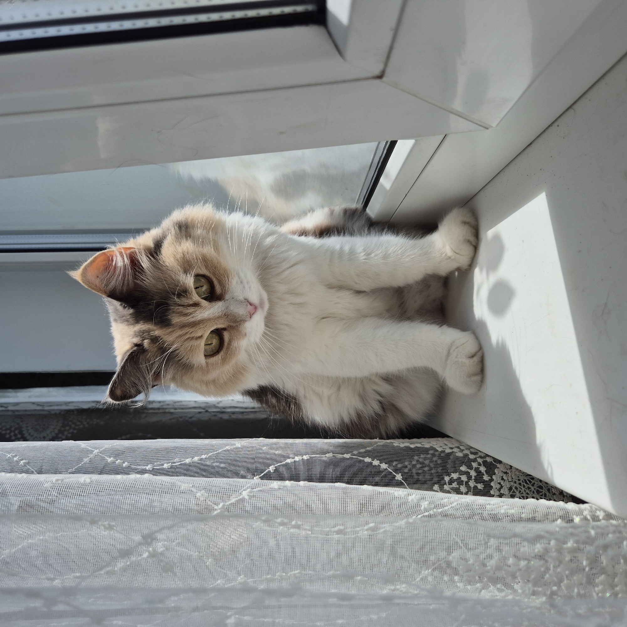 A calico cat with light green eyes and fluffy fur sits on a windowsill, looking up at the camera. The cat is mostly white with patches of tan and grey fur on its head and back. Its front paws are extended forward, resting on the windowsill. The scene is indoors, with a white windowsill and a view of the outdoors through a window. The sunlight is bright, casting shadows on the windowsill. There is some sheer white lace fabric in the foreground, partially obscuring the view of the floor below. The image appears to have been taken during the daytime, given the bright sunlight. The perspective is from below the cat, looking up.