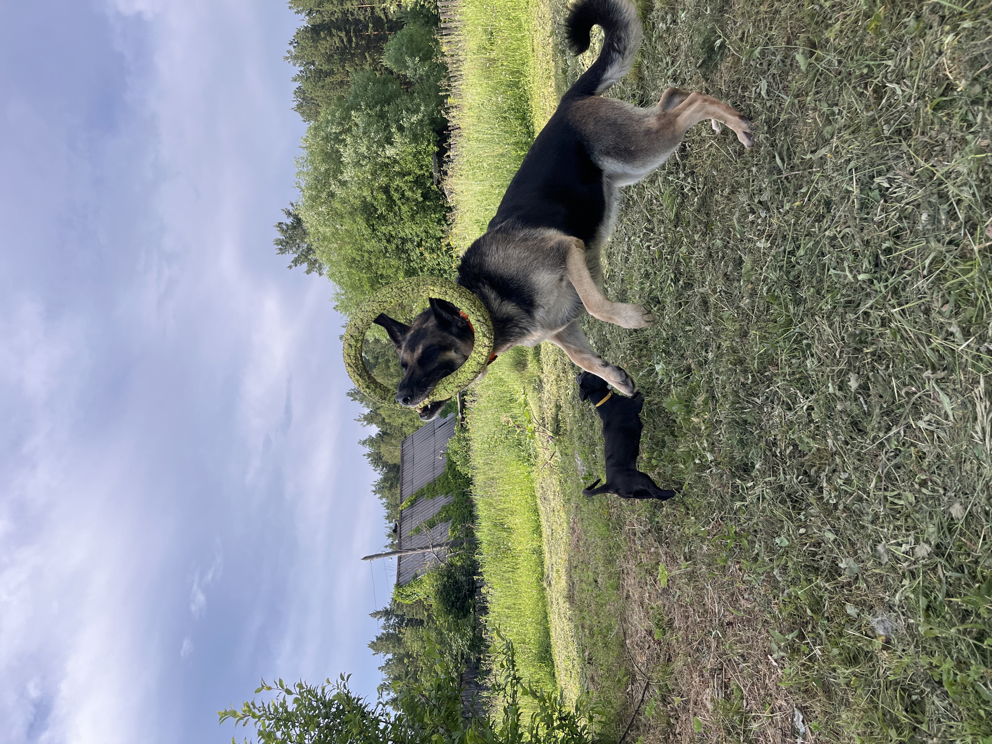 This media file, taken in Nizhny Tagil, Russia, depicts two dogs playing in a grassy outdoor setting. The main subject is a larger German Shepherd-like dog wearing a circular, green, leafy wreath around its neck. The dog is in mid-action, possibly jumping or playing, with its head tilted and eyes focused on something to its left. Its fur is a mix of black, gray, and tan. Beside the larger dog, a smaller, black puppy is visible, also in motion, with a yellow collar.
The background features lush green grass, dry grass, and scattered plants. Beyond the grassy area, there's a rustic wooden fence and a dilapidated wooden building covered in greenery, suggesting a rural or semi-rural location. Further in the distance, a dense line of tall green trees forms the horizon, with a bright blue sky dotted with scattered white clouds above.
The lighting indicates it is daytime, likely late morning or early afternoon, with good natural light illuminating the scene. The overall mood appears playful and relaxed, as suggested by the dogs' active postures. There is no visible text in the image.