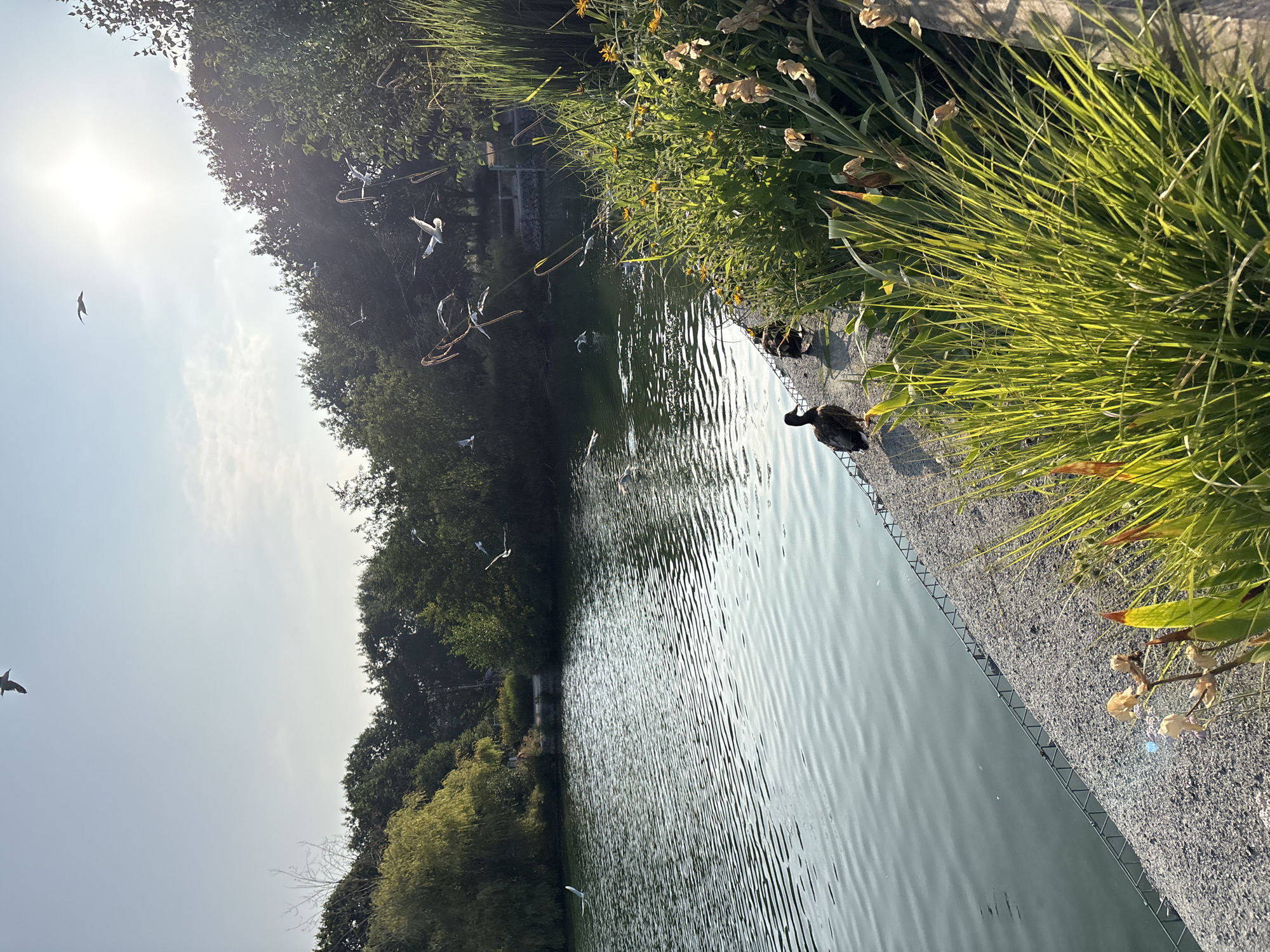 The image depicts a serene waterside scene with a body of water on the left and lush vegetation on the right. The water's surface is rippled, reflecting the bright, sunlit sky. Several birds, likely seagulls, are in flight, soaring against the clear sky, with the sun shining brightly in the upper right quadrant. Along the water's edge, a gravel path runs parallel to the water. On this path, two ducks are visible, one standing and the other partially obscured. The right side of the image is dominated by tall green grasses and flowering plants with yellow and dried brown blooms. The background features a dense line of trees. The scene suggests a park or natural area within a city. Based on the description of similar scenes, this could be Hylands Estate in Chelmsford, United Kingdom, known for its parklands and water features.